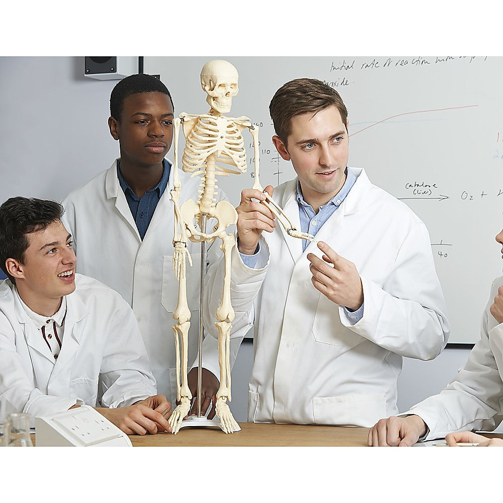 Anatomical 85cm Tall Human Skeleton with Stand Model - Medical Anatomy