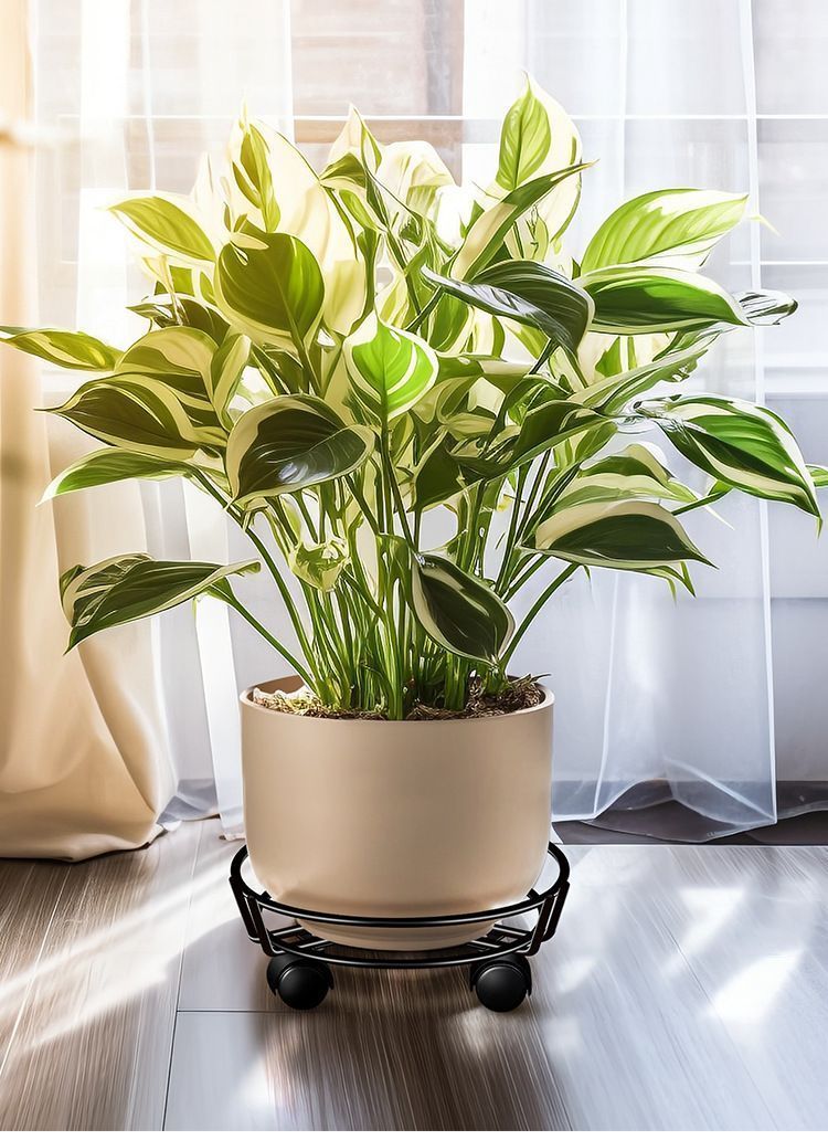 Black Round Wheel Plant Caddy