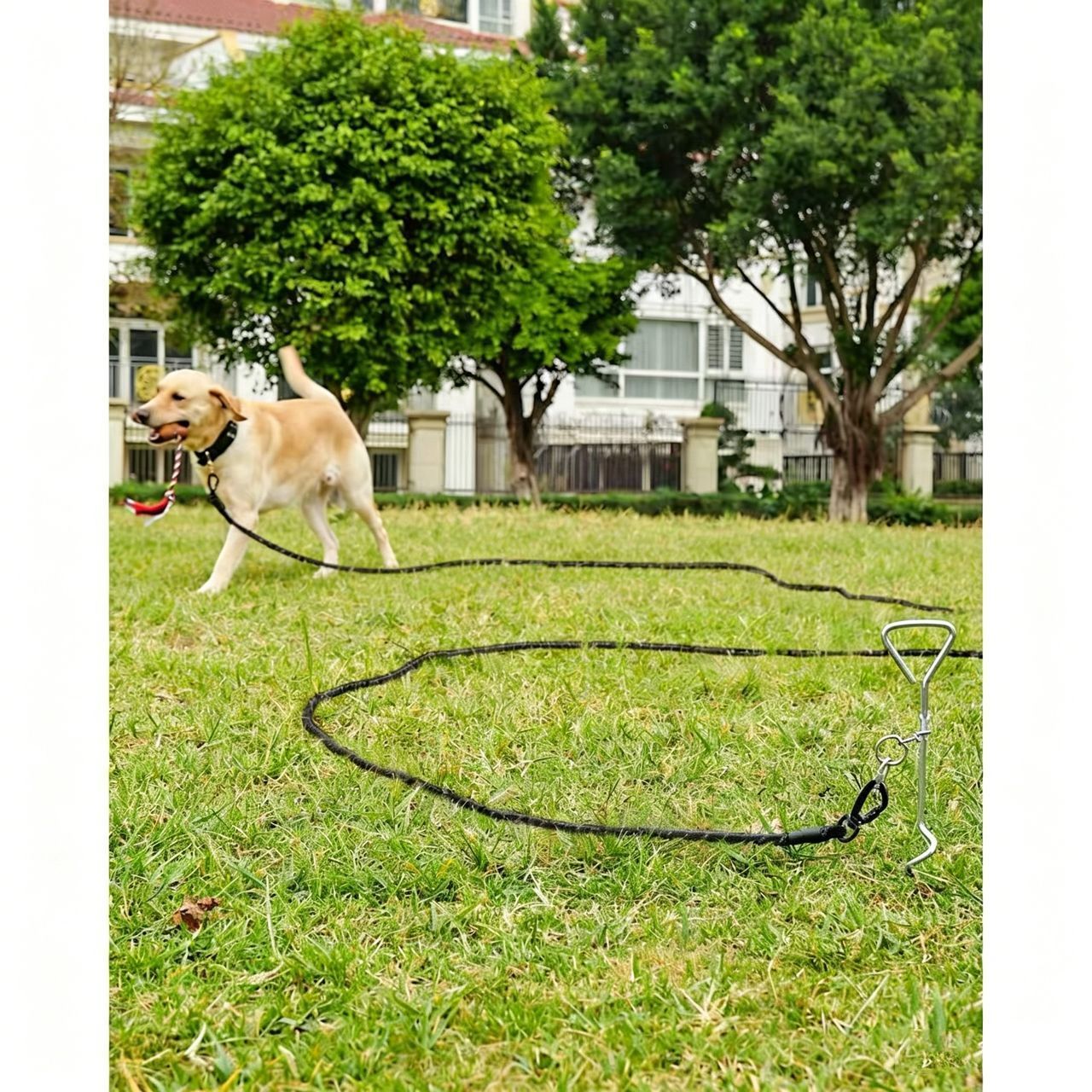 Large Dog Leash Sky Blue 01