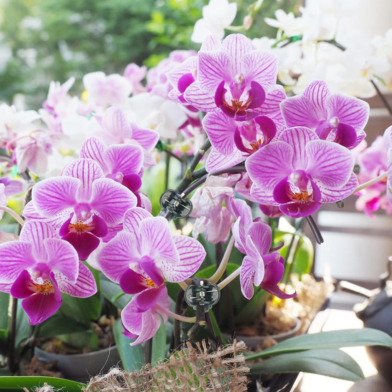 Orchid & Plant Support Clips - 100 Pcs Dark Green Garden Cymbidium Clips to Keep Stems & Vines Upright