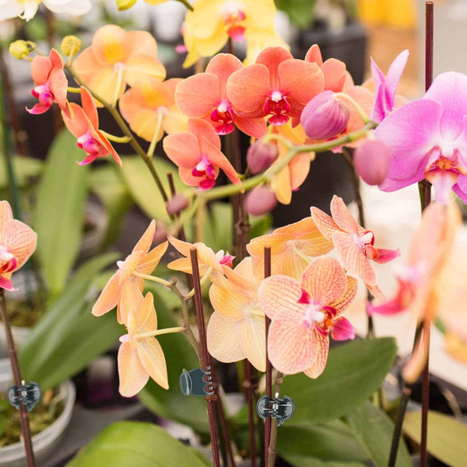 Orchid & Plant Support Clips - 100 Pcs Dark Green Garden Cymbidium Clips to Keep Stems & Vines Upright