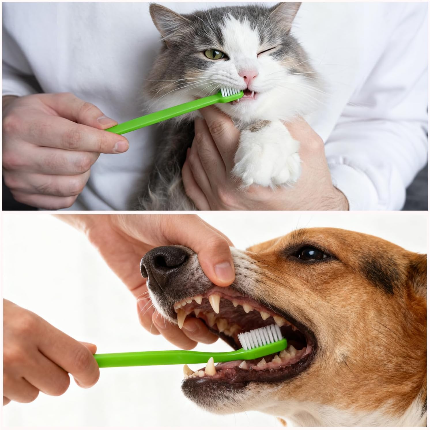 Petluno Dog Toothbrush Set of 8 - Dual Headed, Dental Hygiene Convenient Soft to Clean pet Teeth, Tooth Brushes for Small Large Dogs, Cats, and Most Pets, Teeth Brush in Bulk