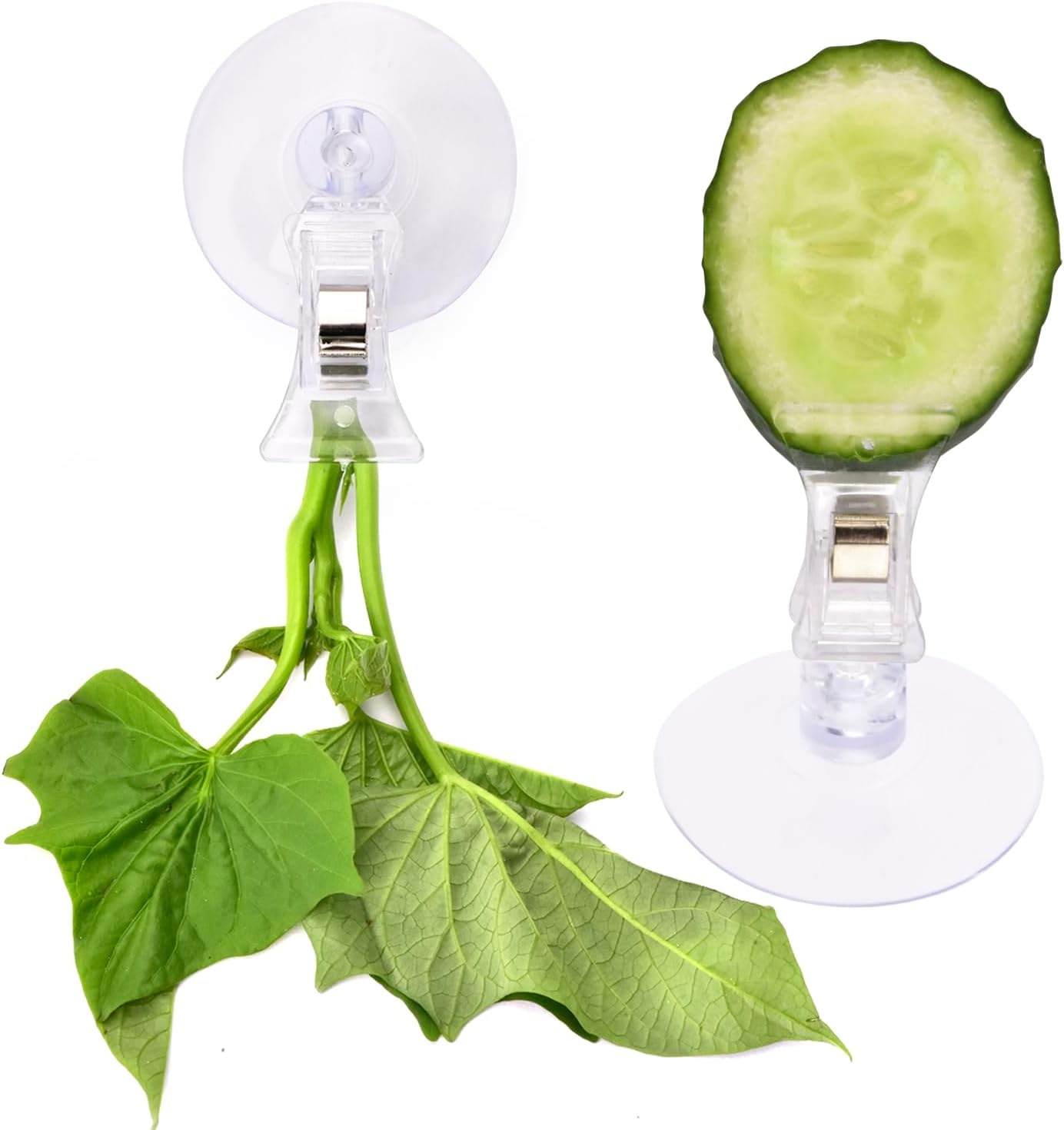 12Pcs Veggie Clips Aquarium Seaweed Clips Fish Food Holder Wide Mouth Clips Plants Suction Cups Algae Clips for Freshwater and Marine Fish Tank Plastic