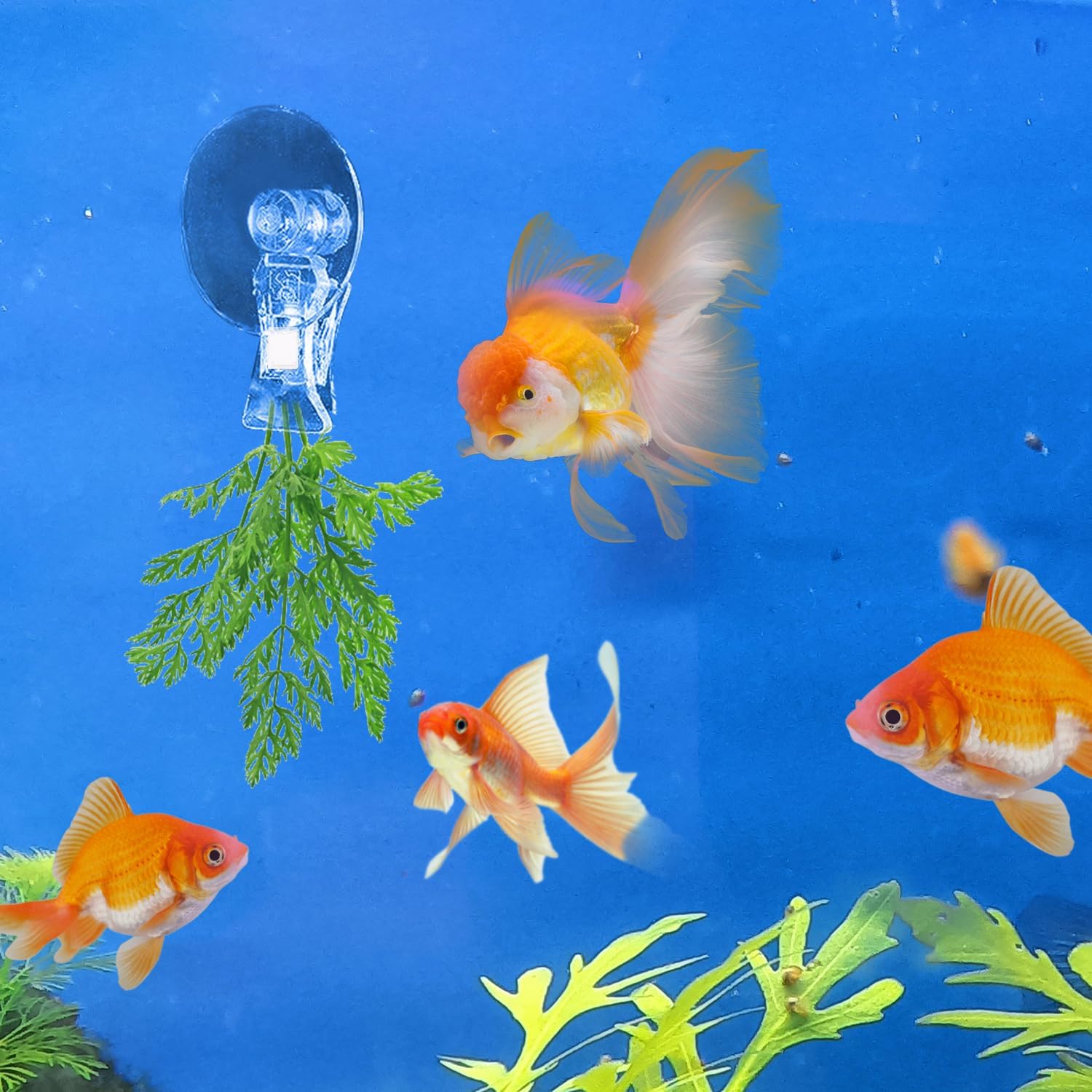 12Pcs Veggie Clips Aquarium Seaweed Clips Fish Food Holder Wide Mouth Clips Plants Suction Cups Algae Clips for Freshwater and Marine Fish Tank Plastic