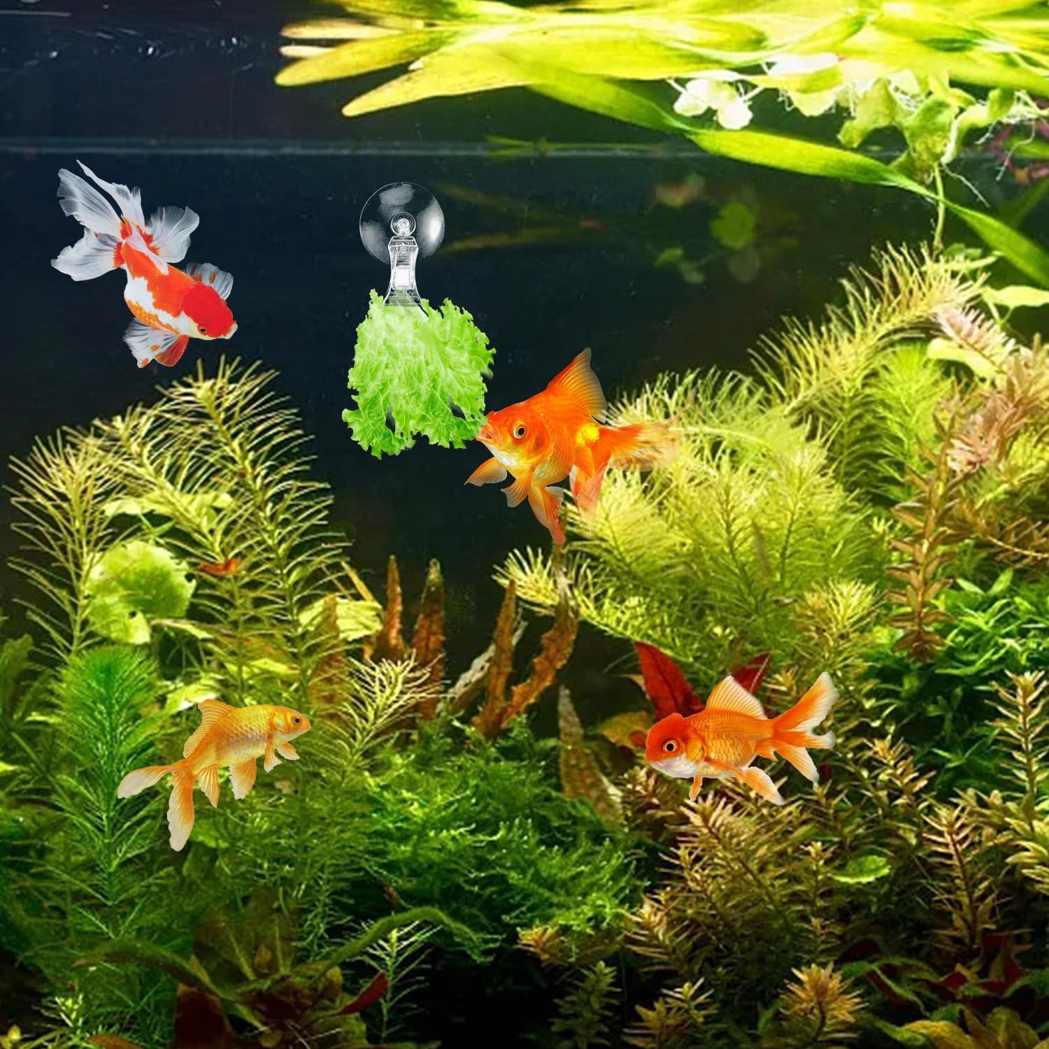 12Pcs Veggie Clips Aquarium Seaweed Clips Fish Food Holder Wide Mouth Clips Plants Suction Cups Algae Clips for Freshwater and Marine Fish Tank Plastic
