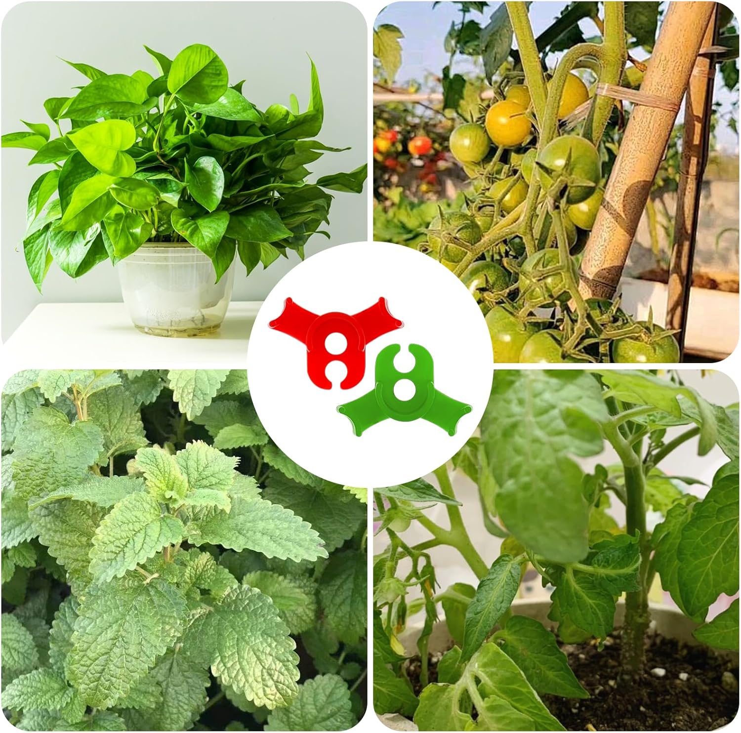 60Pcs Plant Training Clips, Reusable 90 Degrees Bud Trainer Lst Clips for Low Stress Training Plant Stem Support Bud Bender for Tomatoes Cucumbers Climbing Plants in Indoor Outdoor Gardens Red Green