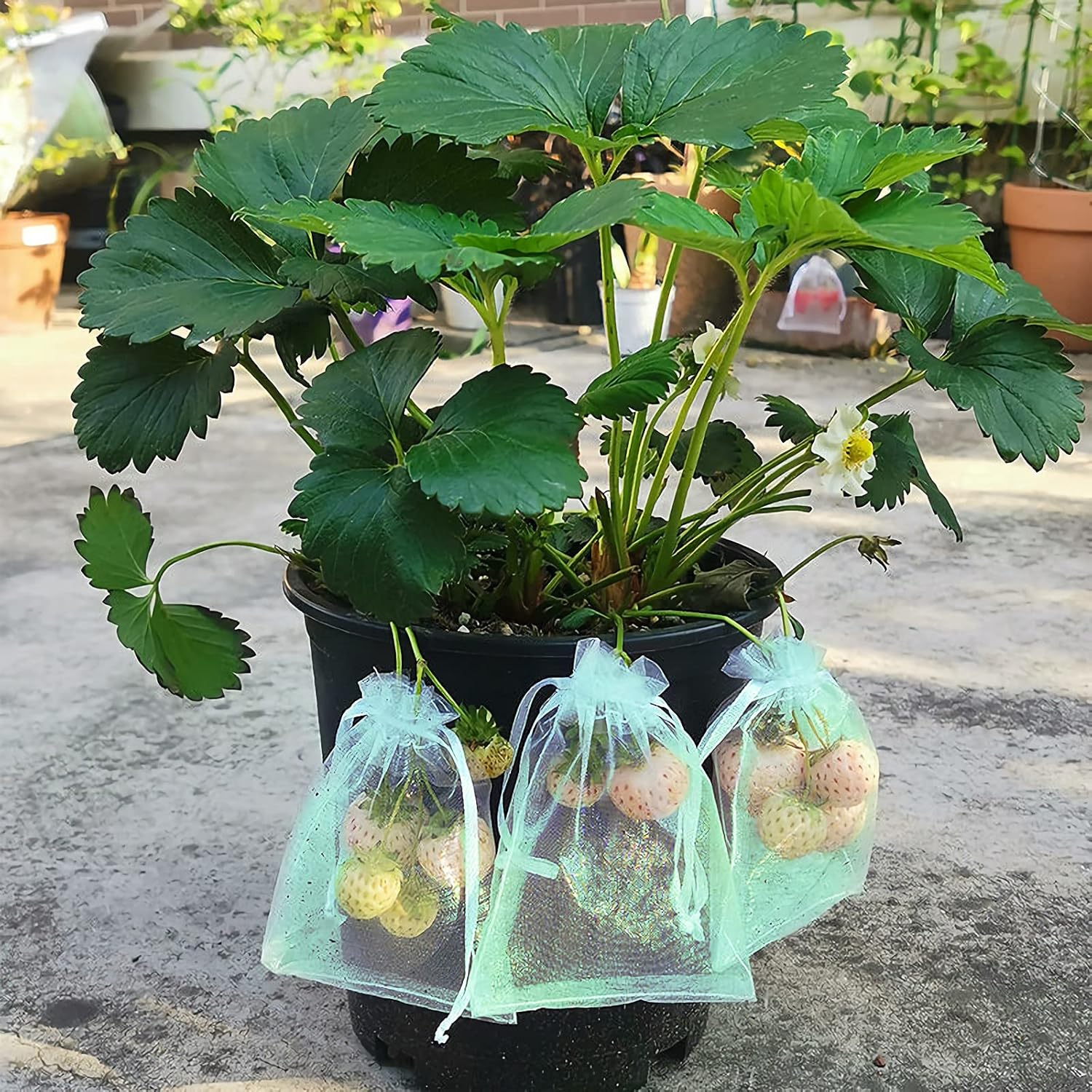 50 Pcs Fruit Protection Bags,8''×12''Fruit Netting Bags for Fruit Trees Fruit Cover Mesh Bag with Drawstring Netting Barrier Bags for Plant Fruit Flower