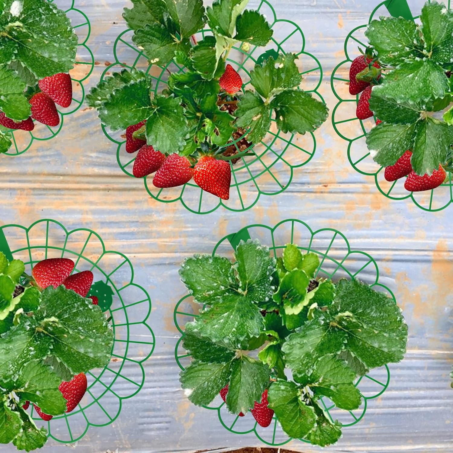 15Pack Strawberry Supports - Strawberry Plant Support Stand Strawberry Growing Racks Protector Strawberry Growing Frame Holder Cage 15, B