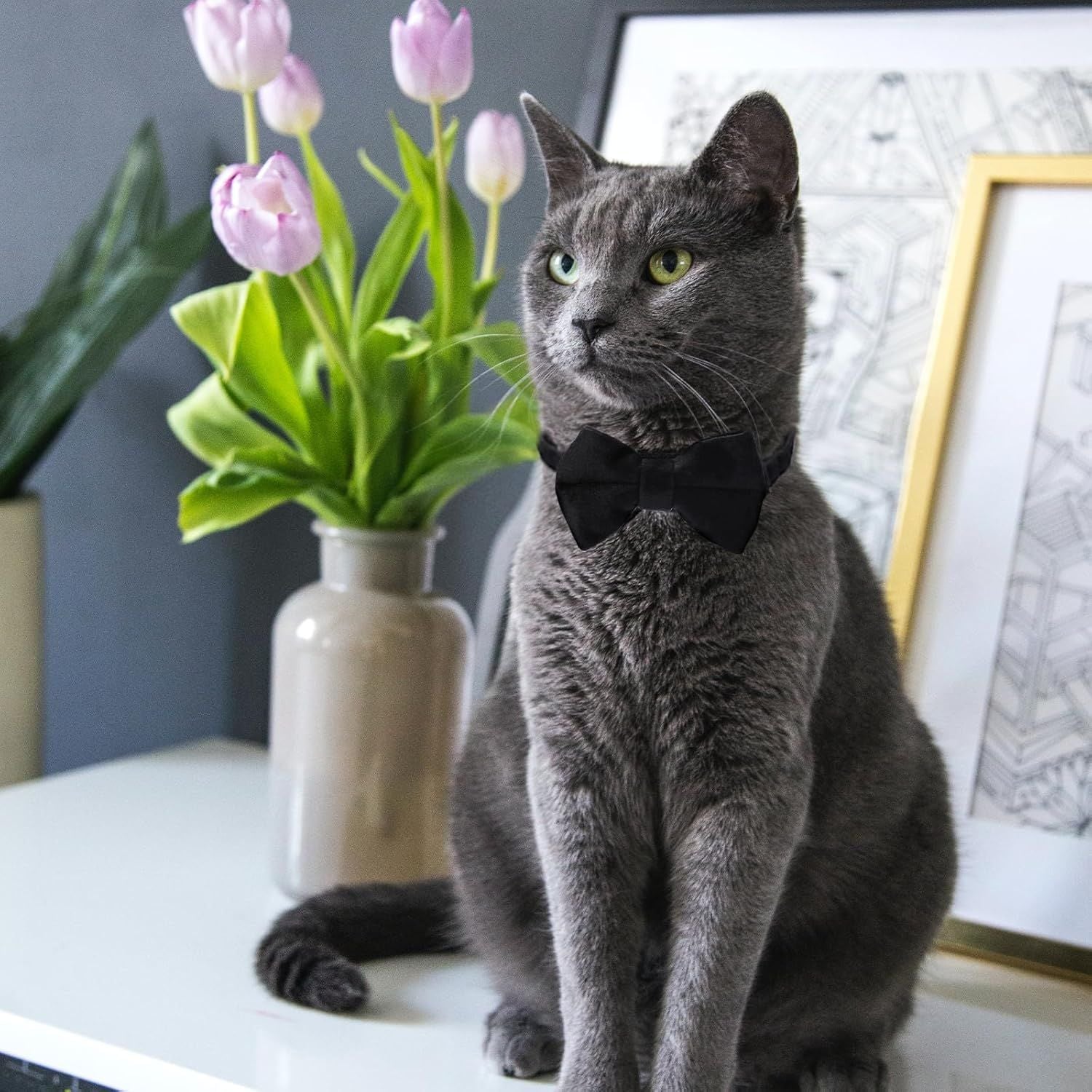2 Pcs Velvet Cat Collar Cute Cat Bow Tie Collar for Boy Cats Breakaway Kitten Collars with Bell Adjustable Puppy Bow Tie Collar Personalized Collars for Small Pets