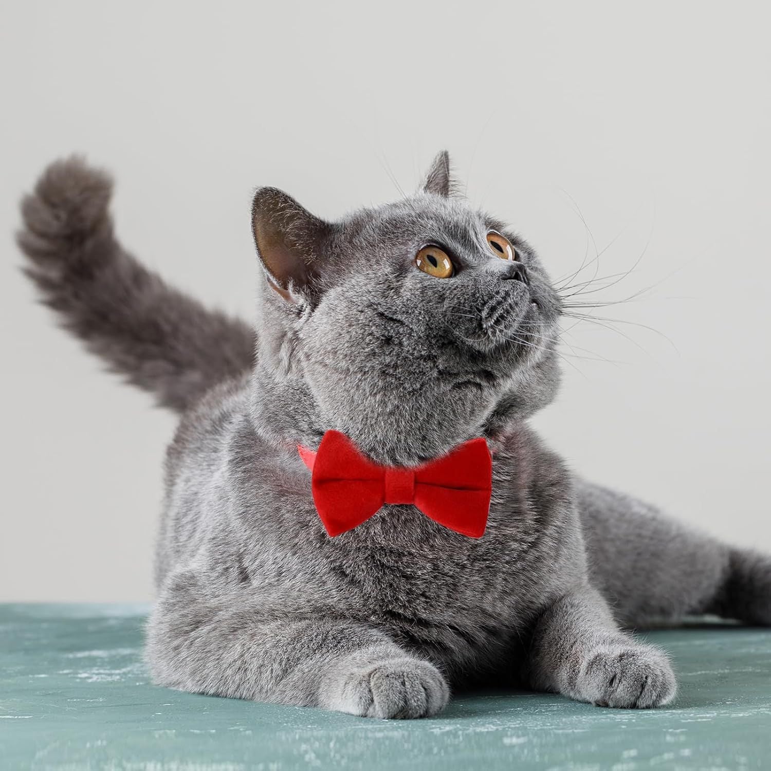 2 Pcs Velvet Cat Collar Cute Cat Bow Tie Collar for Boy Cats Breakaway Kitten Collars with Bell Adjustable Puppy Bow Tie Collar Personalized Collars for Small Pets