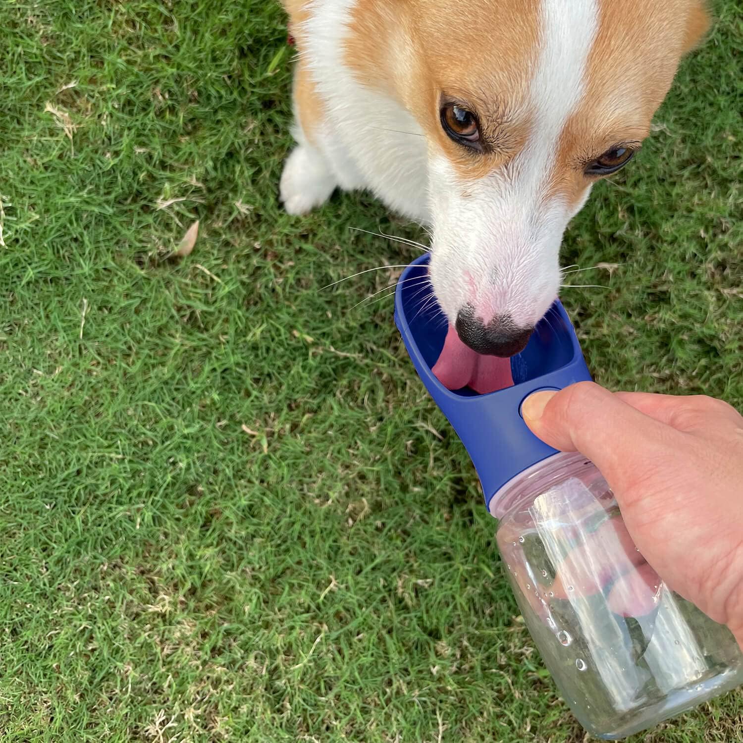 Dog Stake & Leak-Proof Upright Water Cup Set