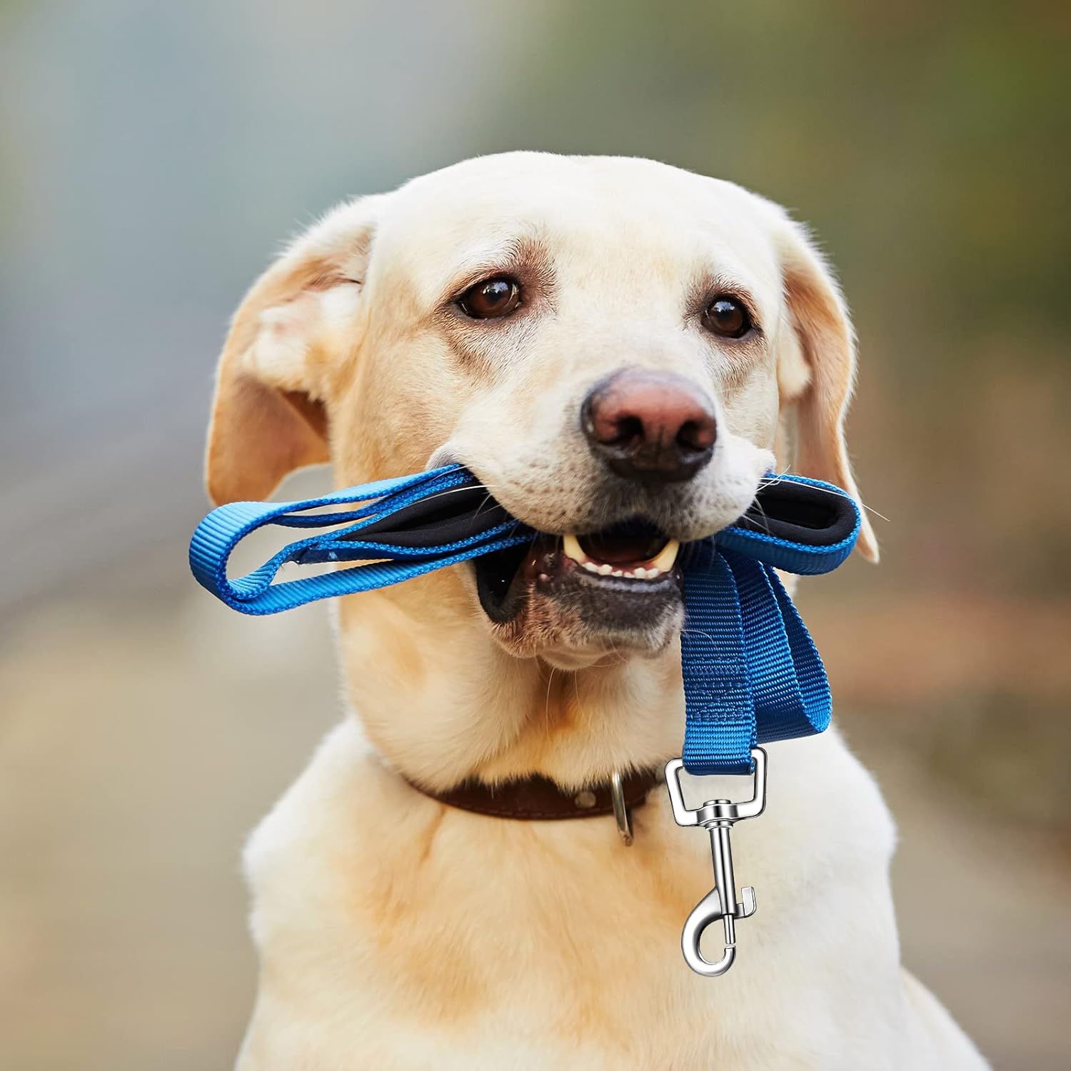 12 Pack Dog Leash Bulk, Double Sided Reflective, Nylon Leashes with Padded Handle for Small, Medium, and Large Dogs, 5 Feet Long, Puppy Walking Training
