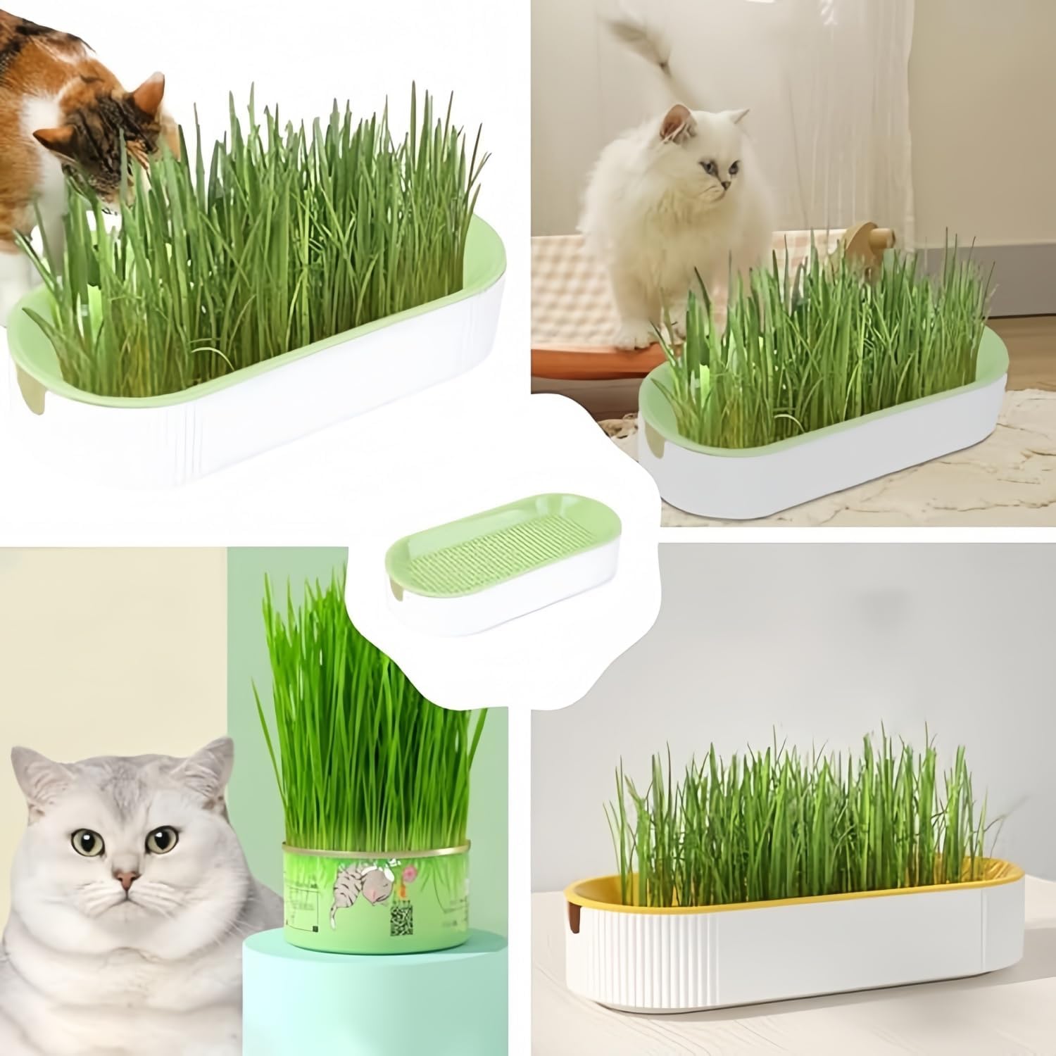 Cat Grass Planter Hydroponic Cat Grass No Seeds Included Catnip Wheatgrass Seed Sprout Tray Nursery Plant Plng Box for IndoorSoill
