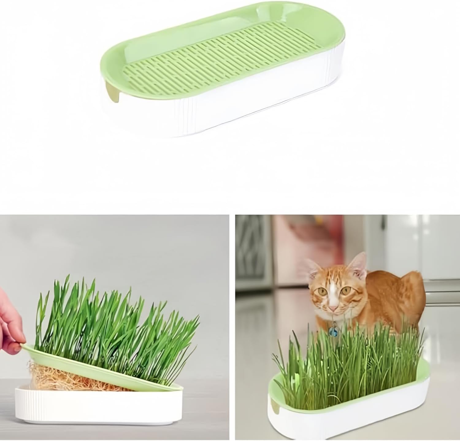 Cat Grass Planter Hydroponic Cat Grass No Seeds Included Catnip Wheatgrass Seed Sprout Tray Nursery Plant Plng Box for IndoorSoill