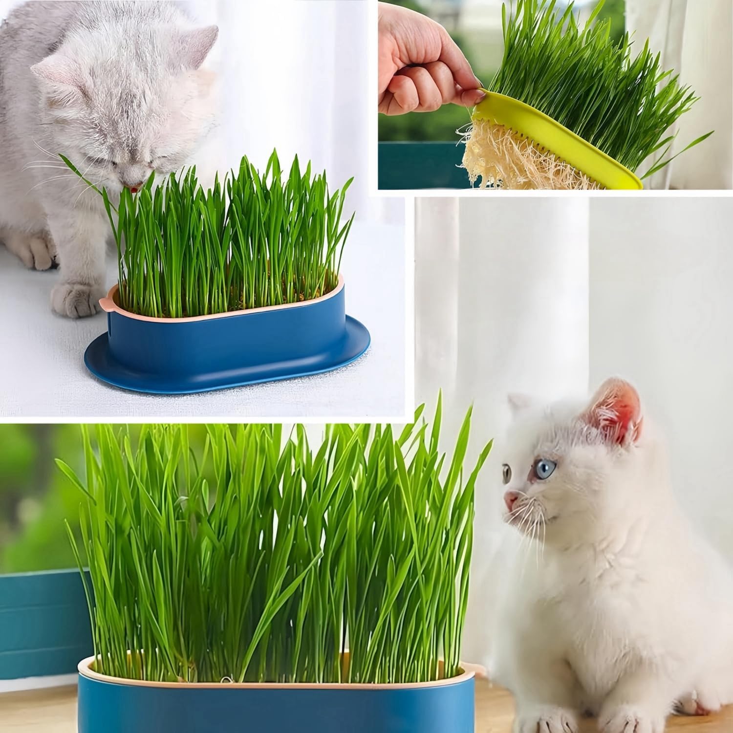 Cat Grass Planter Hydroponic Cat Grass No Seeds Included Catnip Wheatgrass Seed Sprout Tray Nursery Plant Plng Box for IndoorSoill