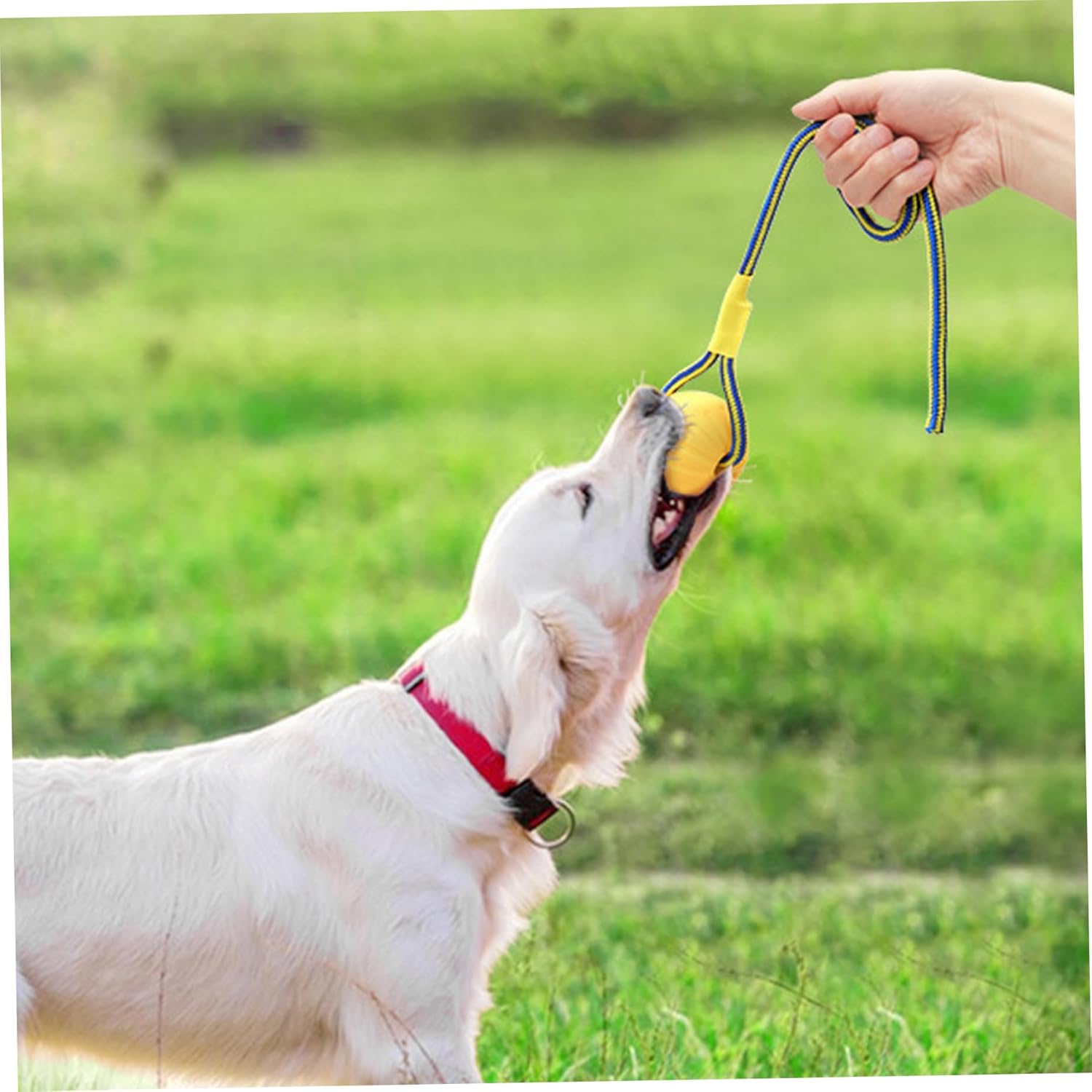 Dog Ball on Rope 3 Inch Rubber Ball on Rope Dog Toy Interactive Training Yellow Color Portable Teething Toys for Reward, Fetch, Play