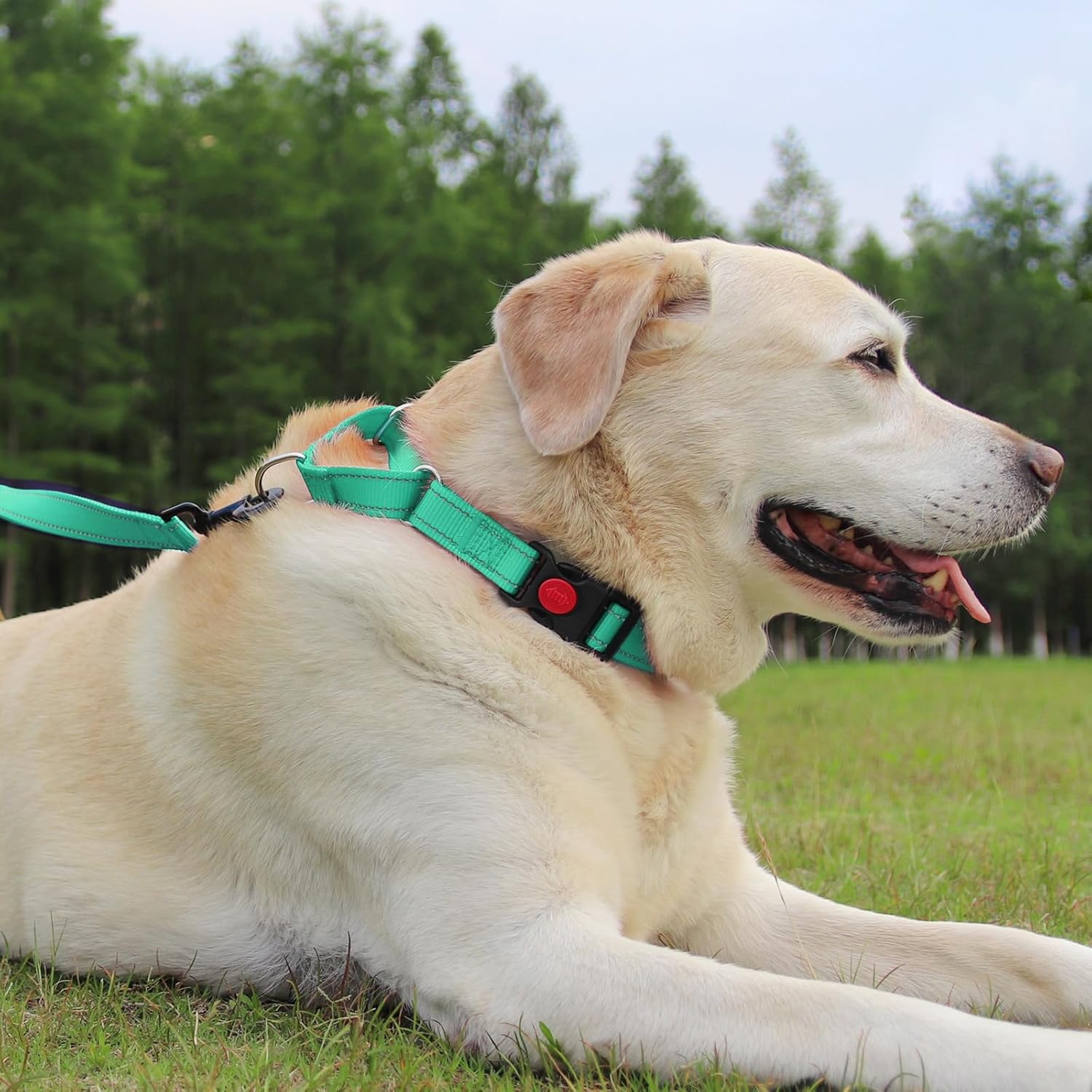 Martingale Dog Collar 12.5-16'' , 6FT Double Handle Leash for Training, Teal -