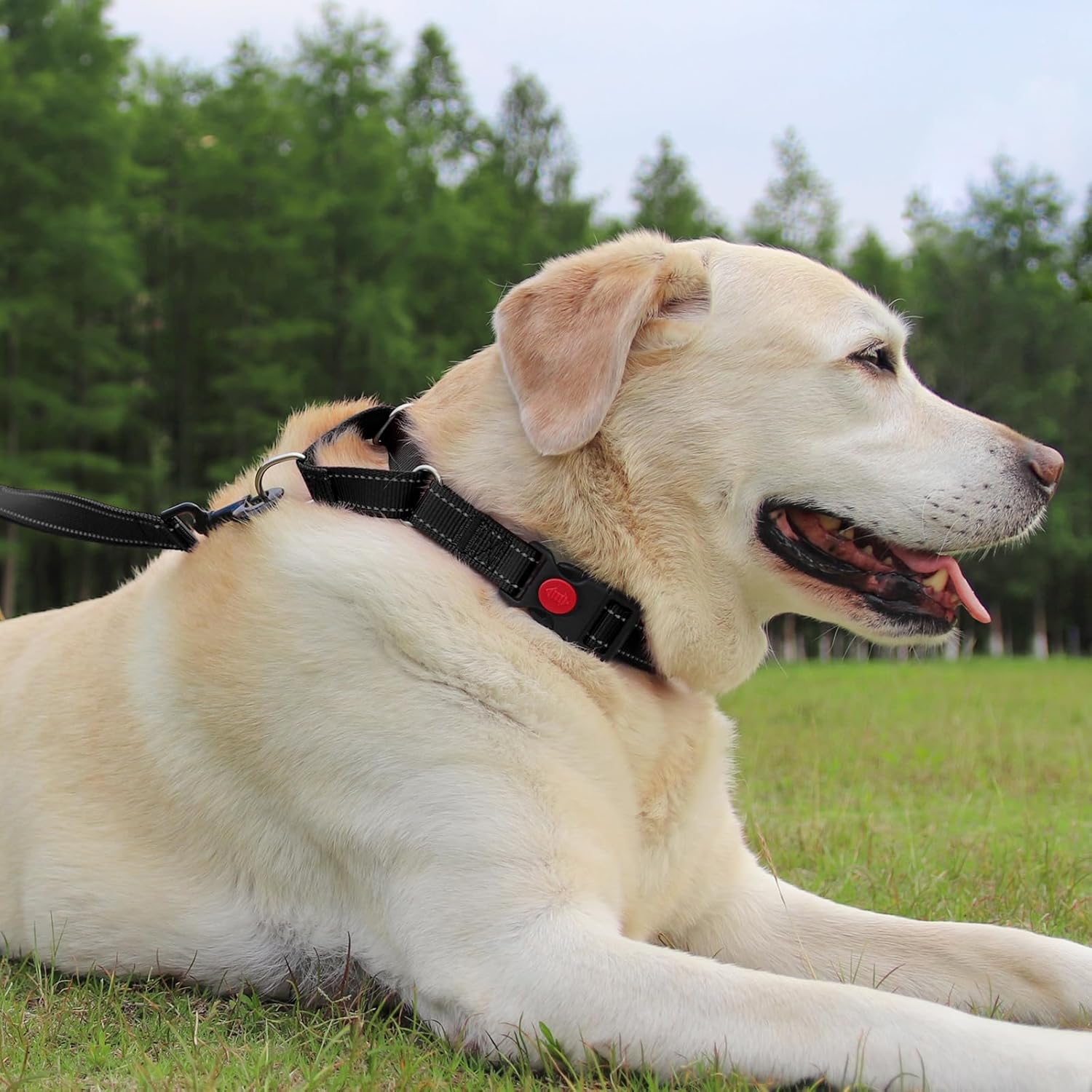 Martingale Dog Collar 12.5-16'' , 6FT Double Handle Leash for Training, Black -