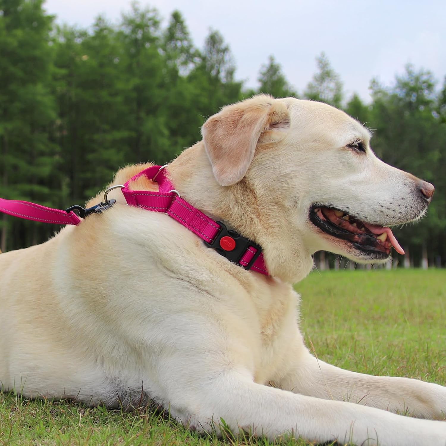 Martingale Dog Collar 16-20" , 6FT Double Handle Leash for Training, Hotpink -