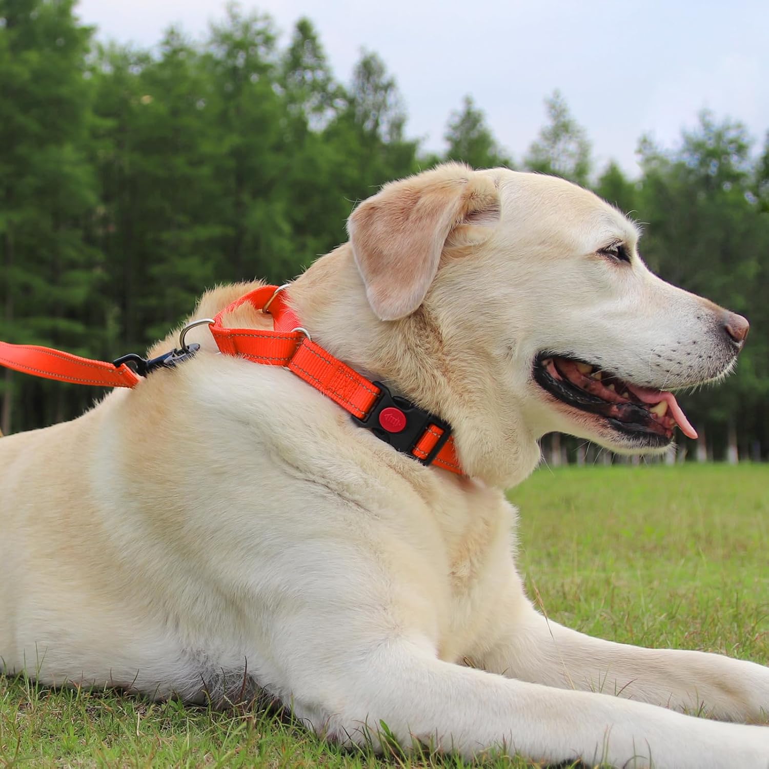 Martingale Dog Collar 16-20" , 6FT Double Handle Leash for Training, Orange -