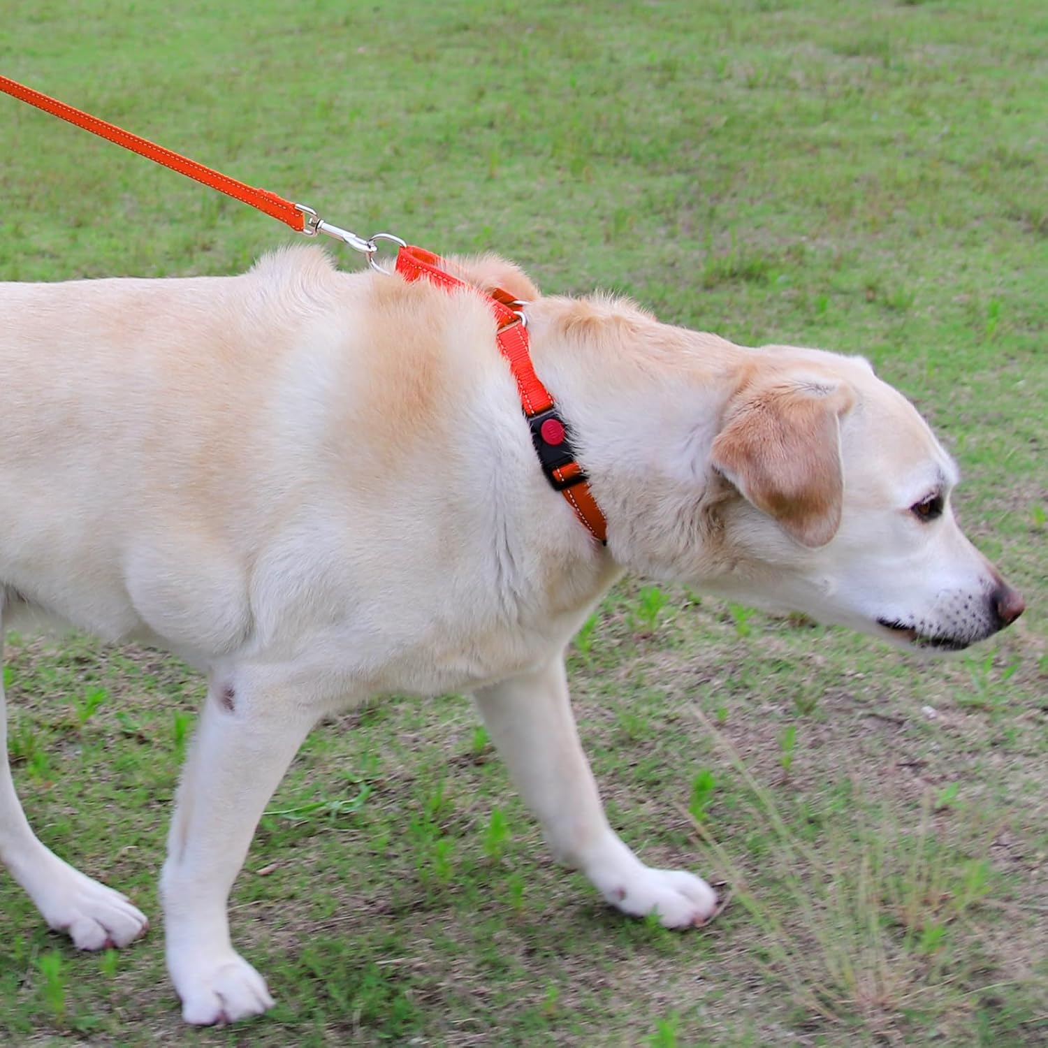 Martingale Dog Collar 16-20" , 6FT Double Handle Leash for Training, Orange -