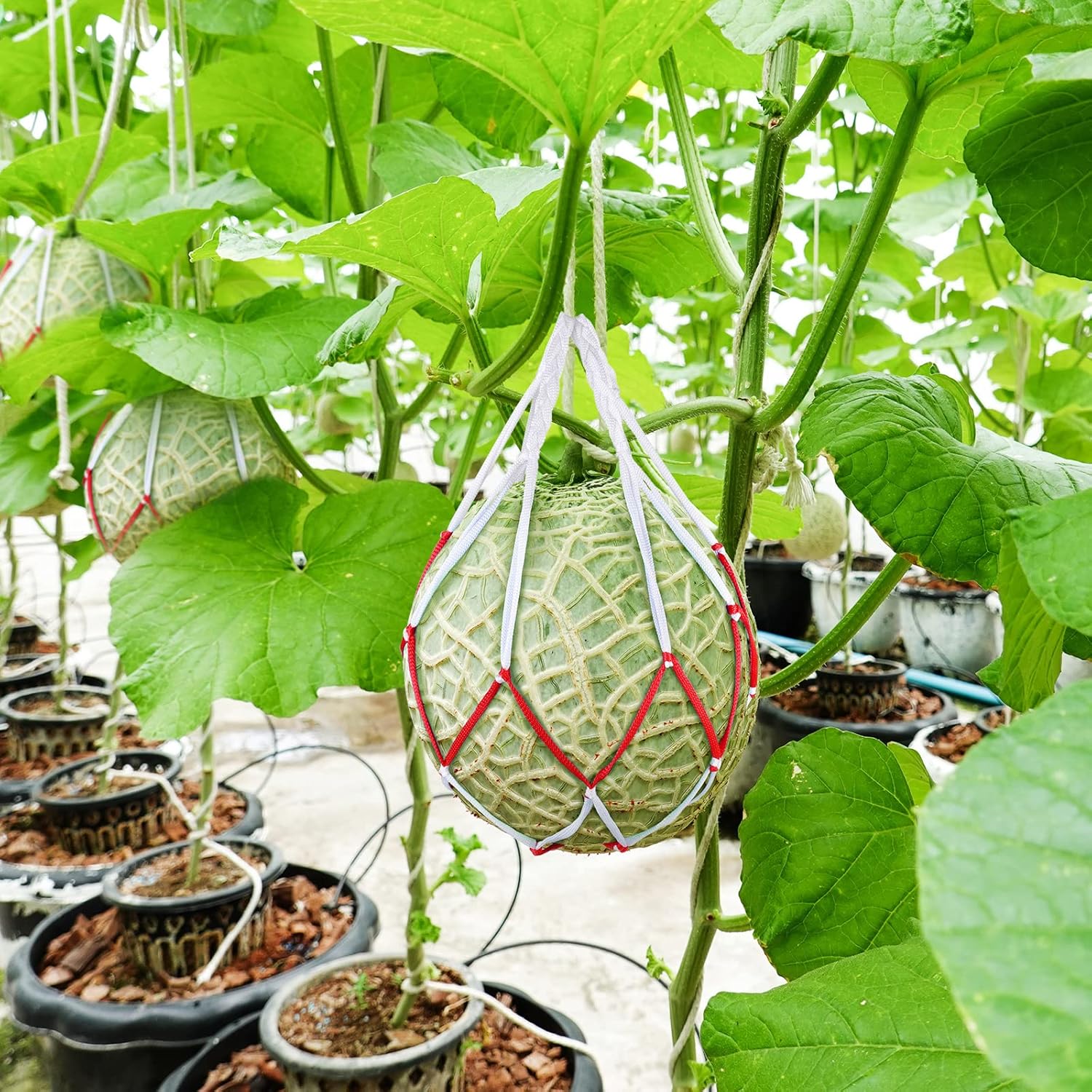 50 Pack Melon Hammocks Cradles Watermelon Nets for Melons Hanging Bags Watermelon, Honeydew Melon, Cucumbers, Cantaloupe -
