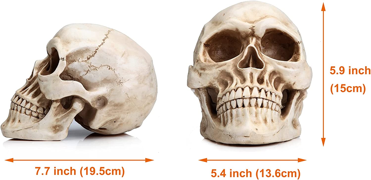 Realistic Full-Size 1:1 Resin Human Skull Model