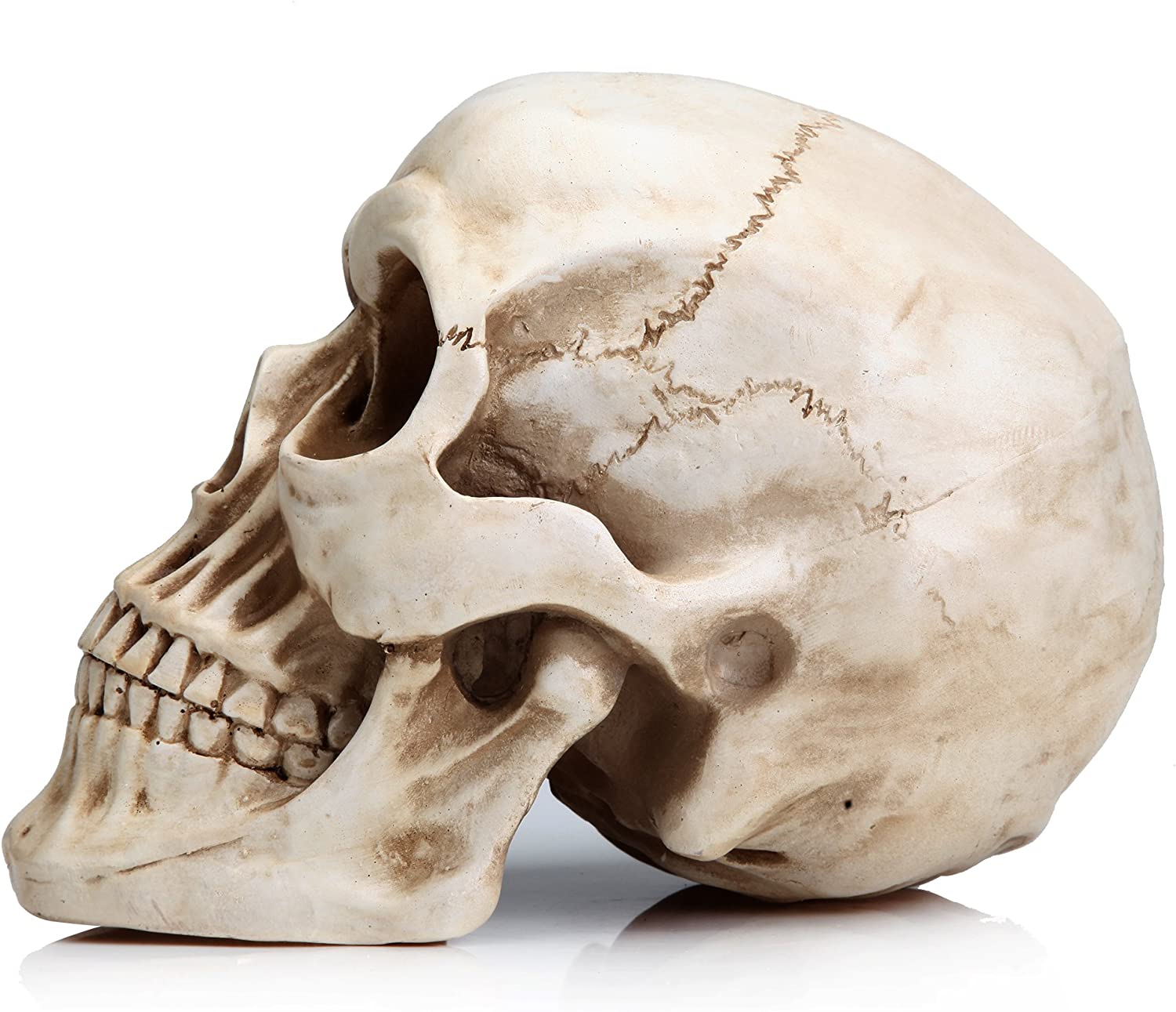 Realistic Full-Size 1:1 Resin Human Skull Model