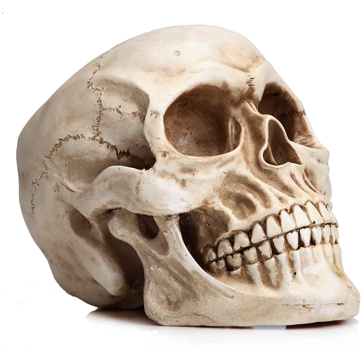 Realistic Full-Size 1:1 Resin Human Skull Model