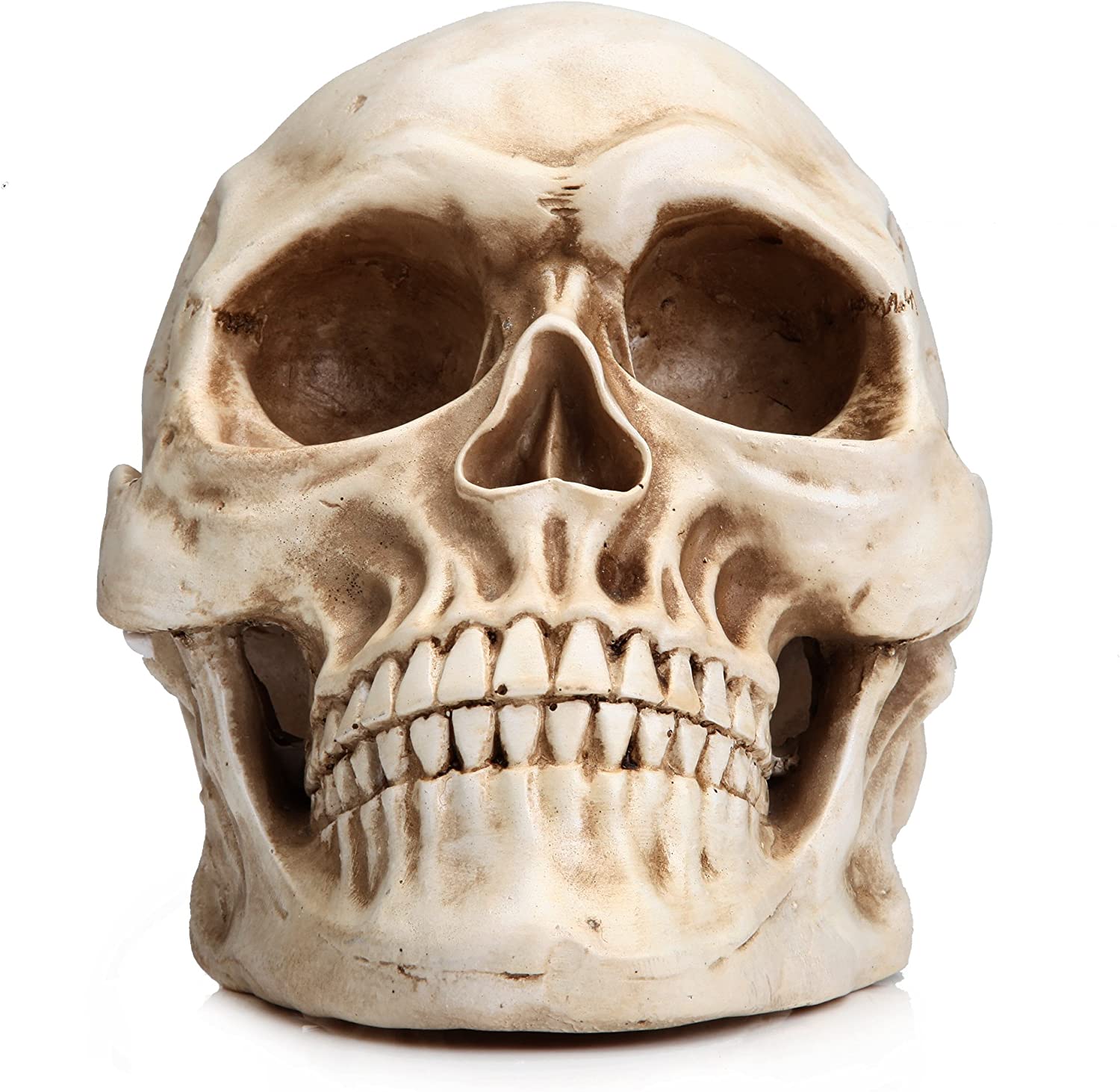 Realistic Full-Size 1:1 Resin Human Skull Model