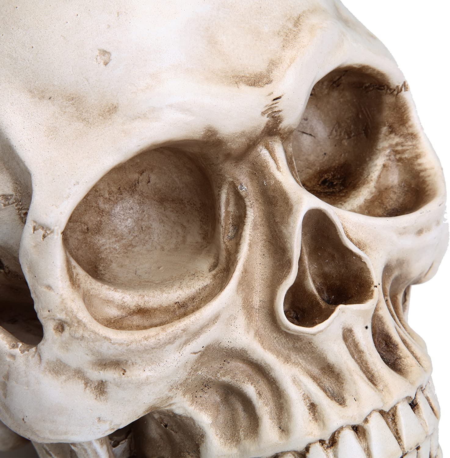 Realistic Full-Size 1:1 Resin Human Skull Model