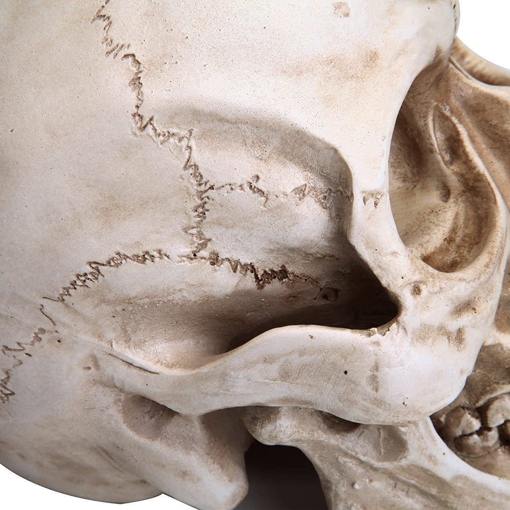 1 1 Replica Realistic Human Adult Skull Head Bone Model 1-1-replica-realistic-human-adult-skull-head-bone-model