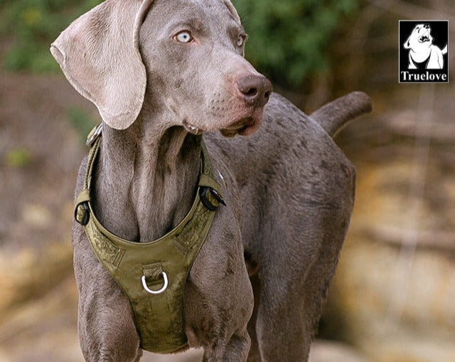 Lightweight Waterproof Dog Harness, Army Green, Large