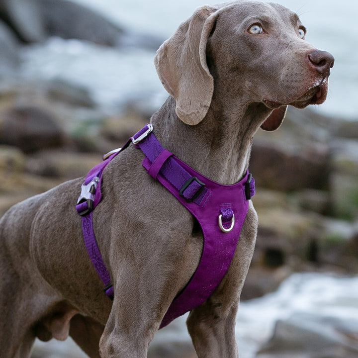 Lightweight Waterproof Dog Harness, Purple S