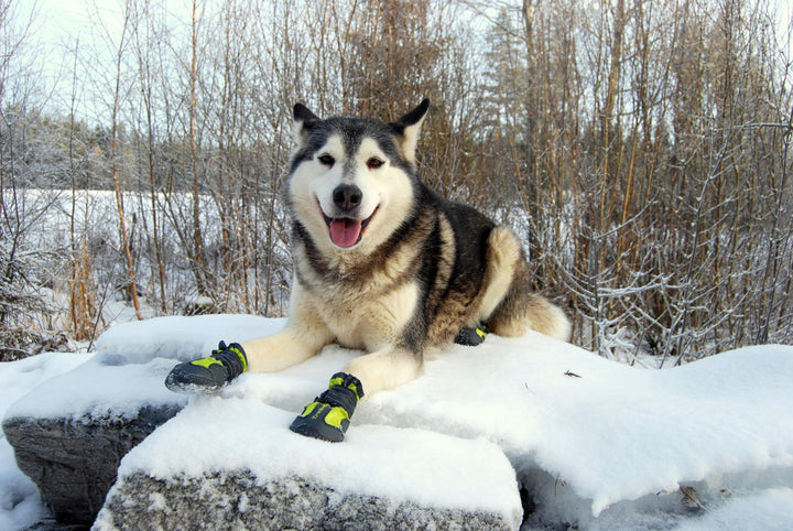 Weatherproof Dog Shoes with Reflectors, Size 7 - True Love