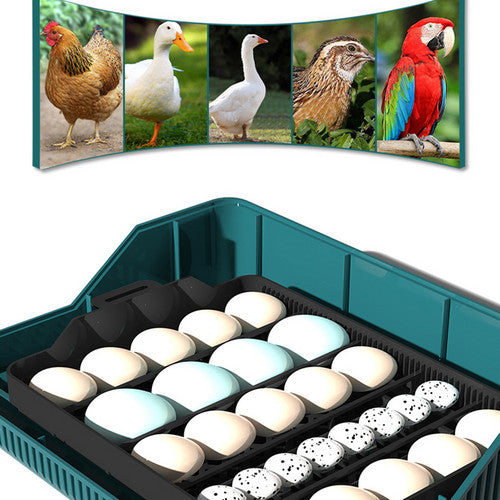 Automatic 25 Egg Incubator with LED Light & Temp Control