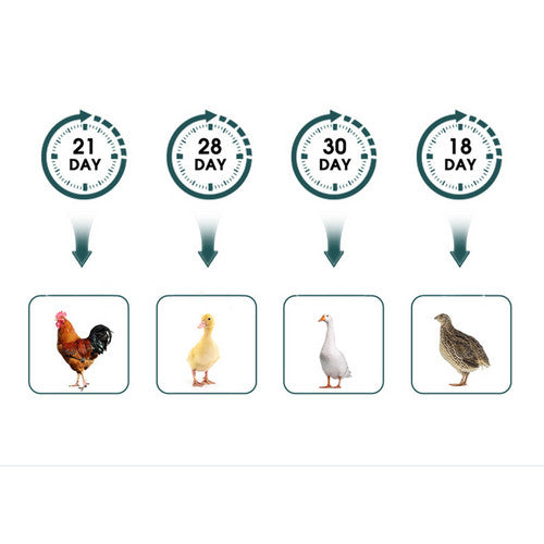 Automatic 25 Egg Incubator with LED Light & Temp Control