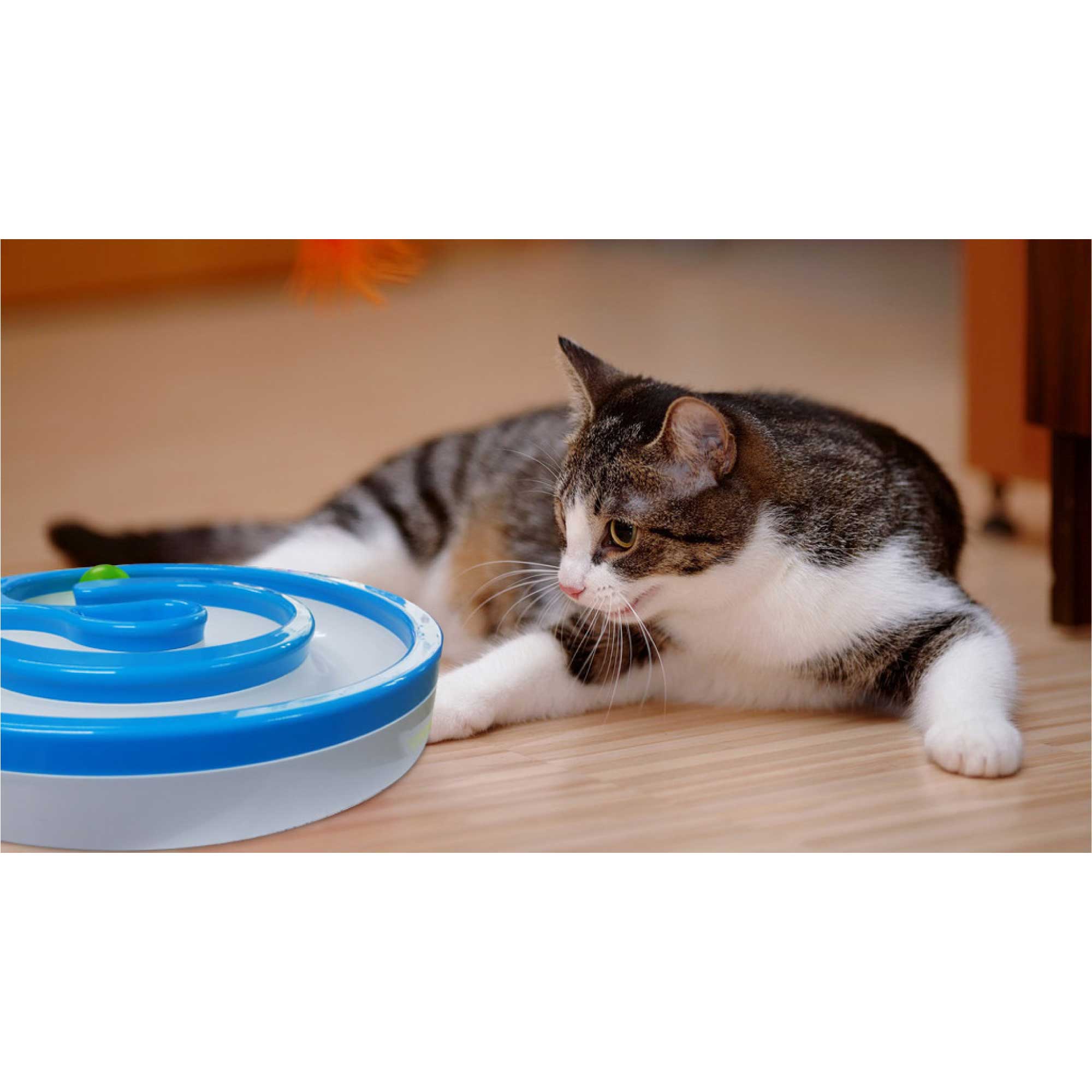 LED Sound Cat Track Toy, Interactive Circle with Rolling Ball