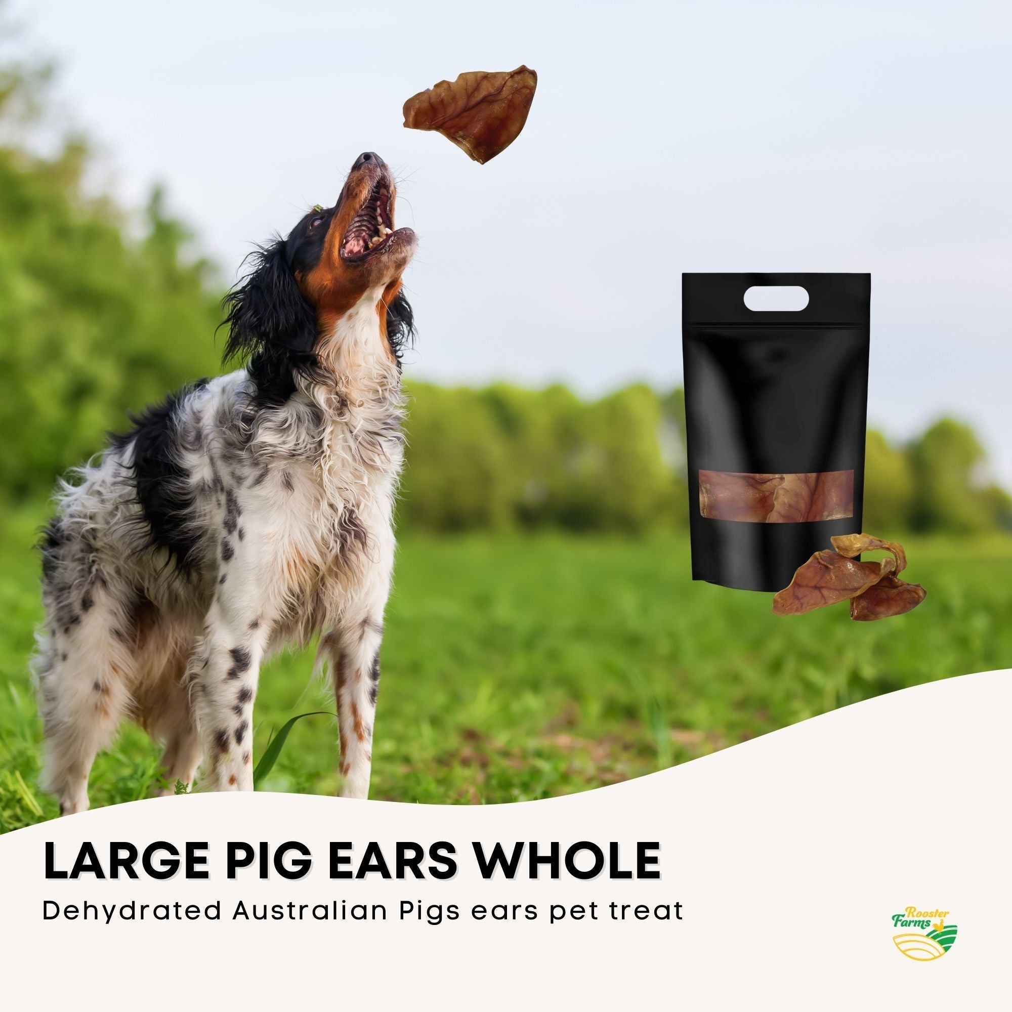 Dehydrated Large Pig Ears Dog Treats 10x - All Natural