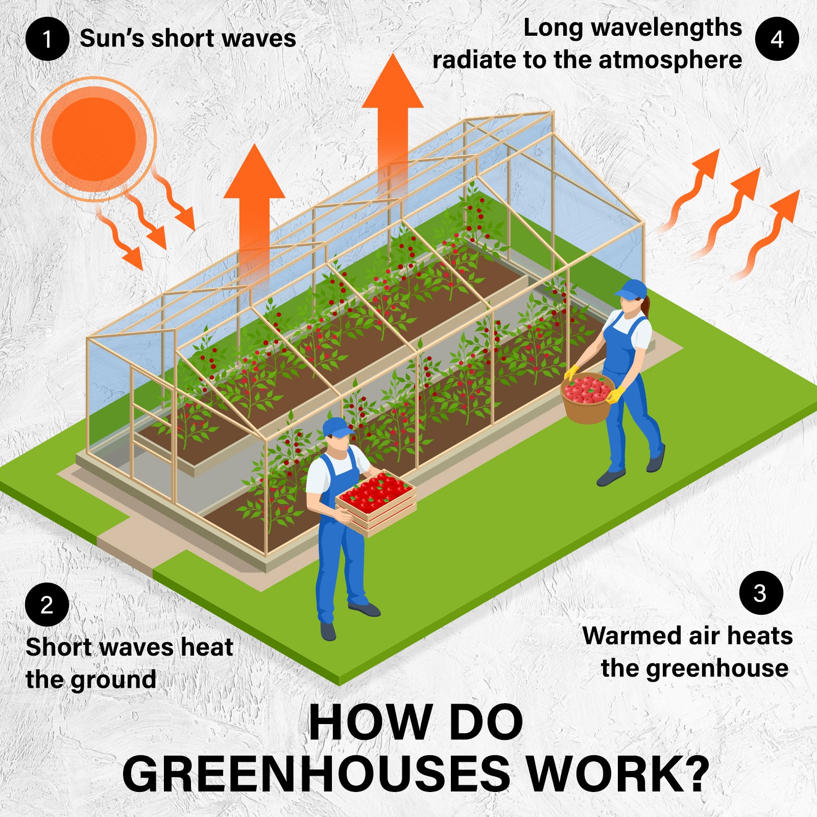 Large Steel Frame Walk-In Greenhouse with UV PE Cover