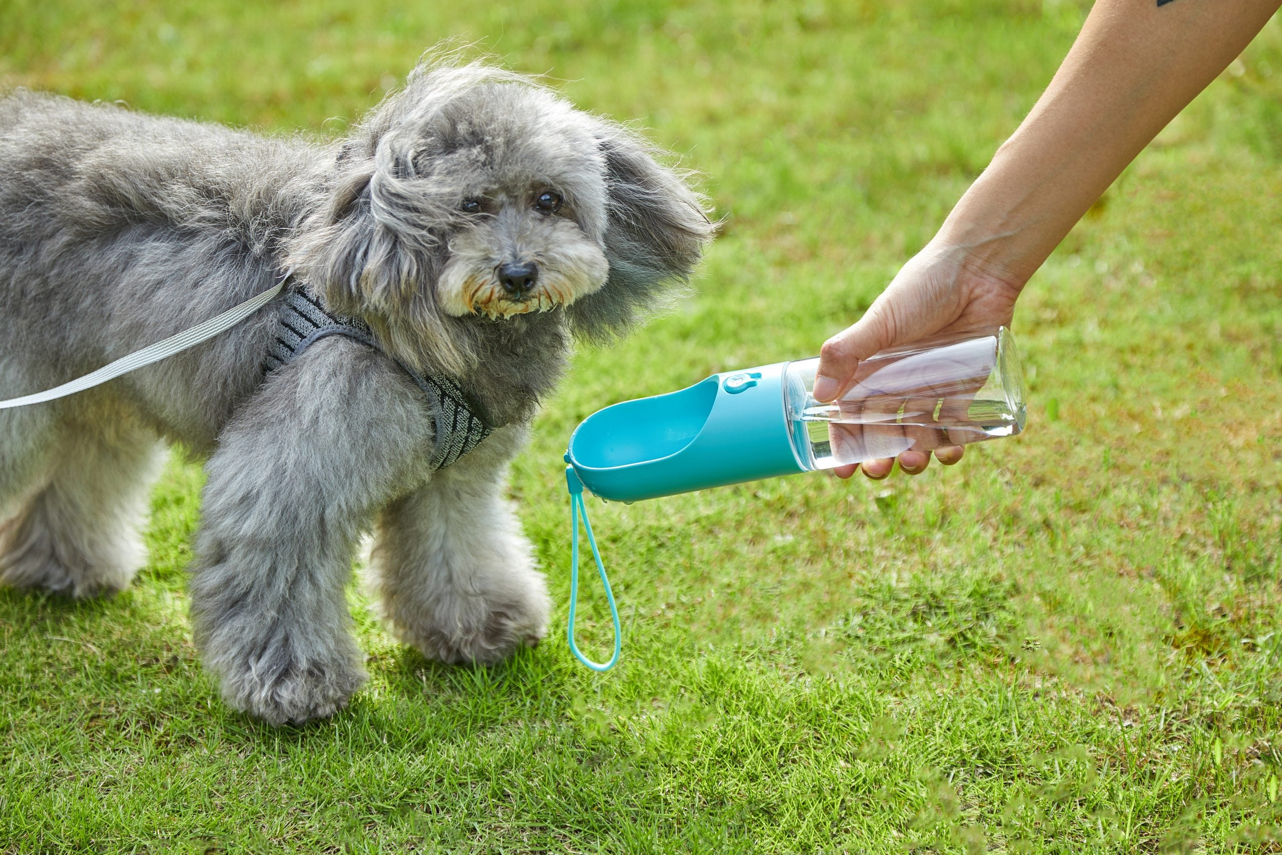 Portable Leak-Proof Pet Water Bottle 300ml, BPA-Free - PETKIT