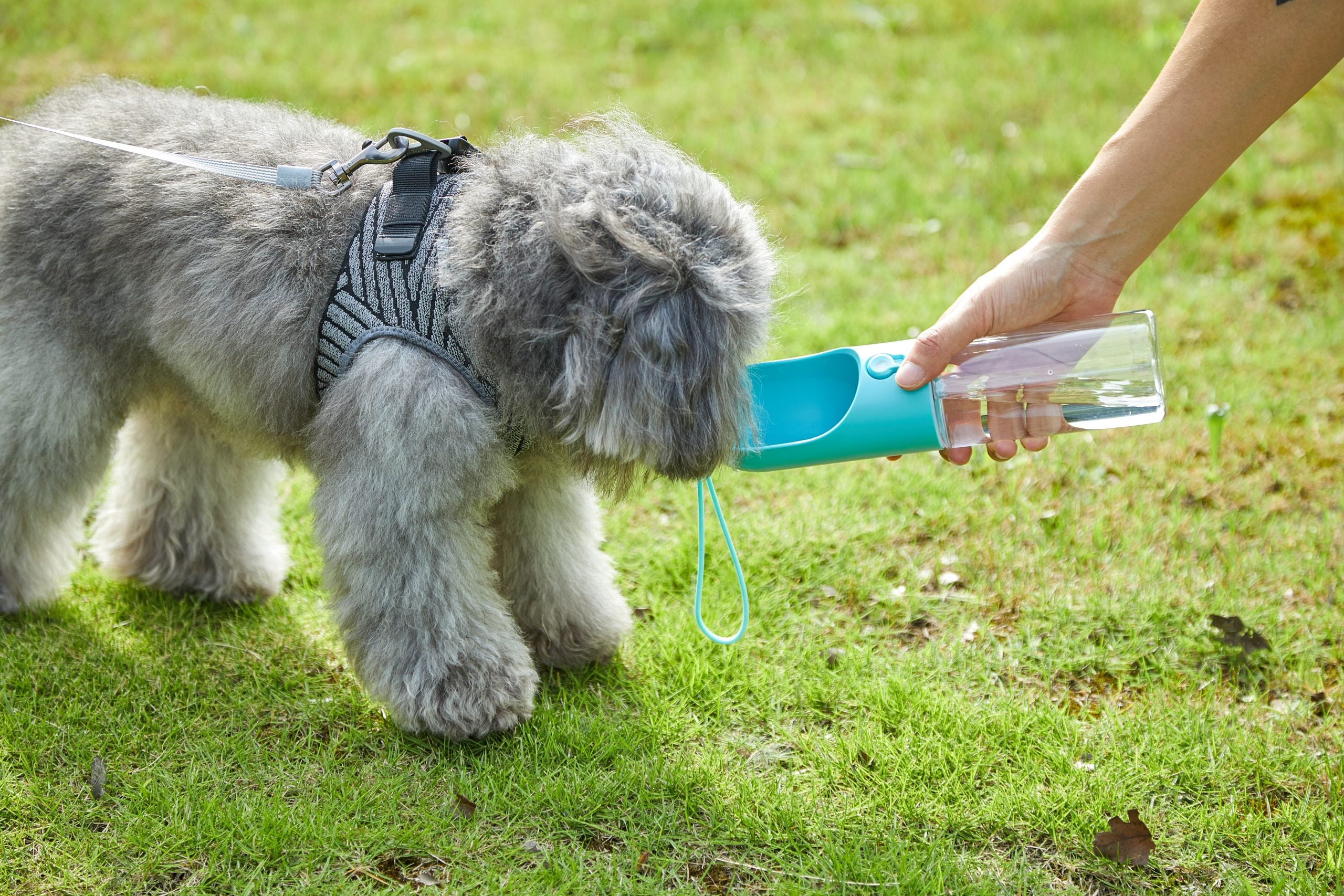 Portable Leak-Proof Pet Water Bottle 300ml, BPA-Free - PETKIT