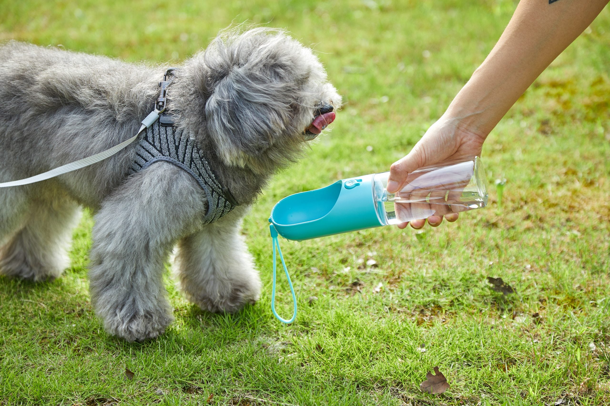 Portable Leak-Proof Pet Water Bottle 300ml, BPA-Free - PETKIT