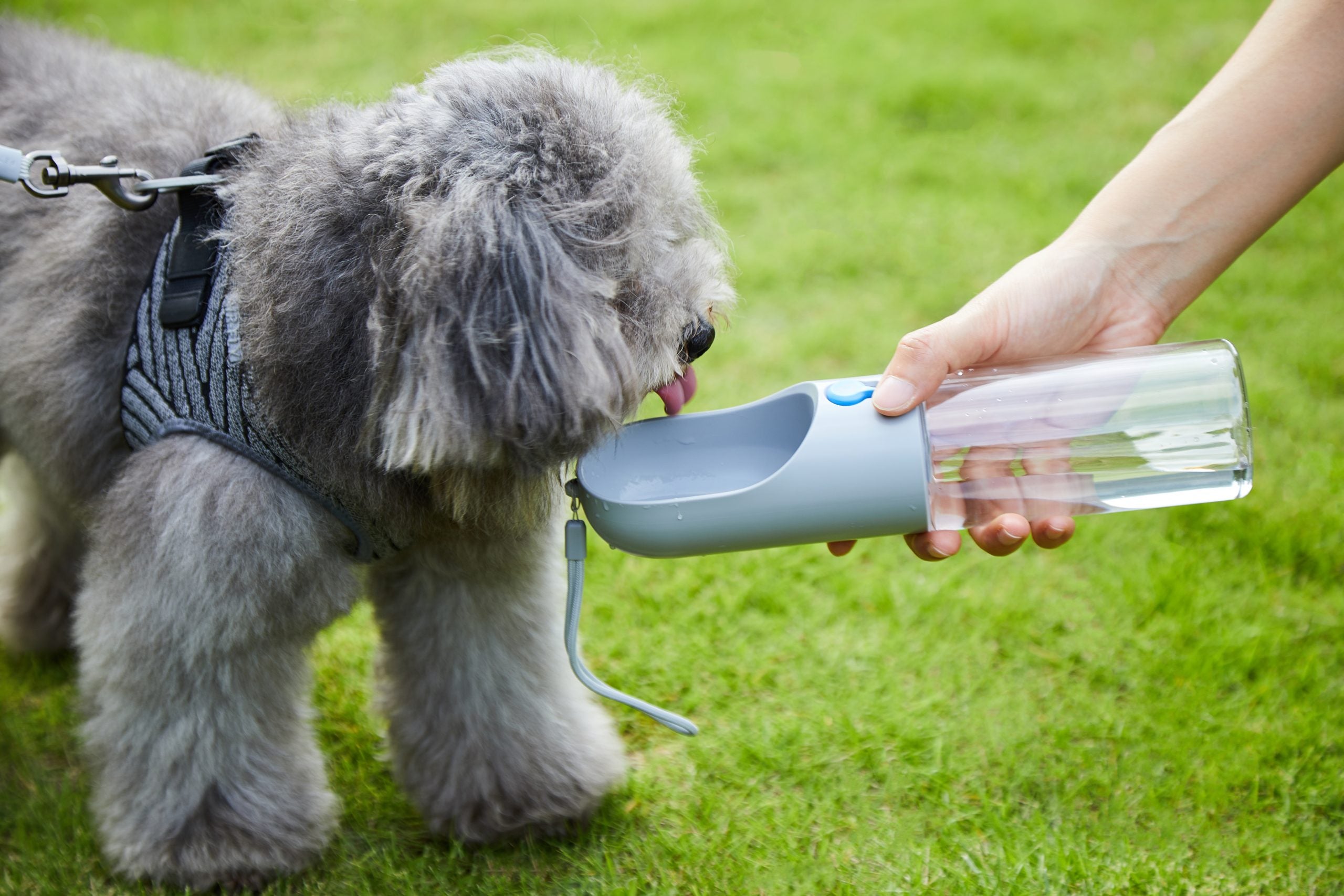 Leak-Proof BPA-Free Pet Water Bottle 400ml, Grey - PETKIT