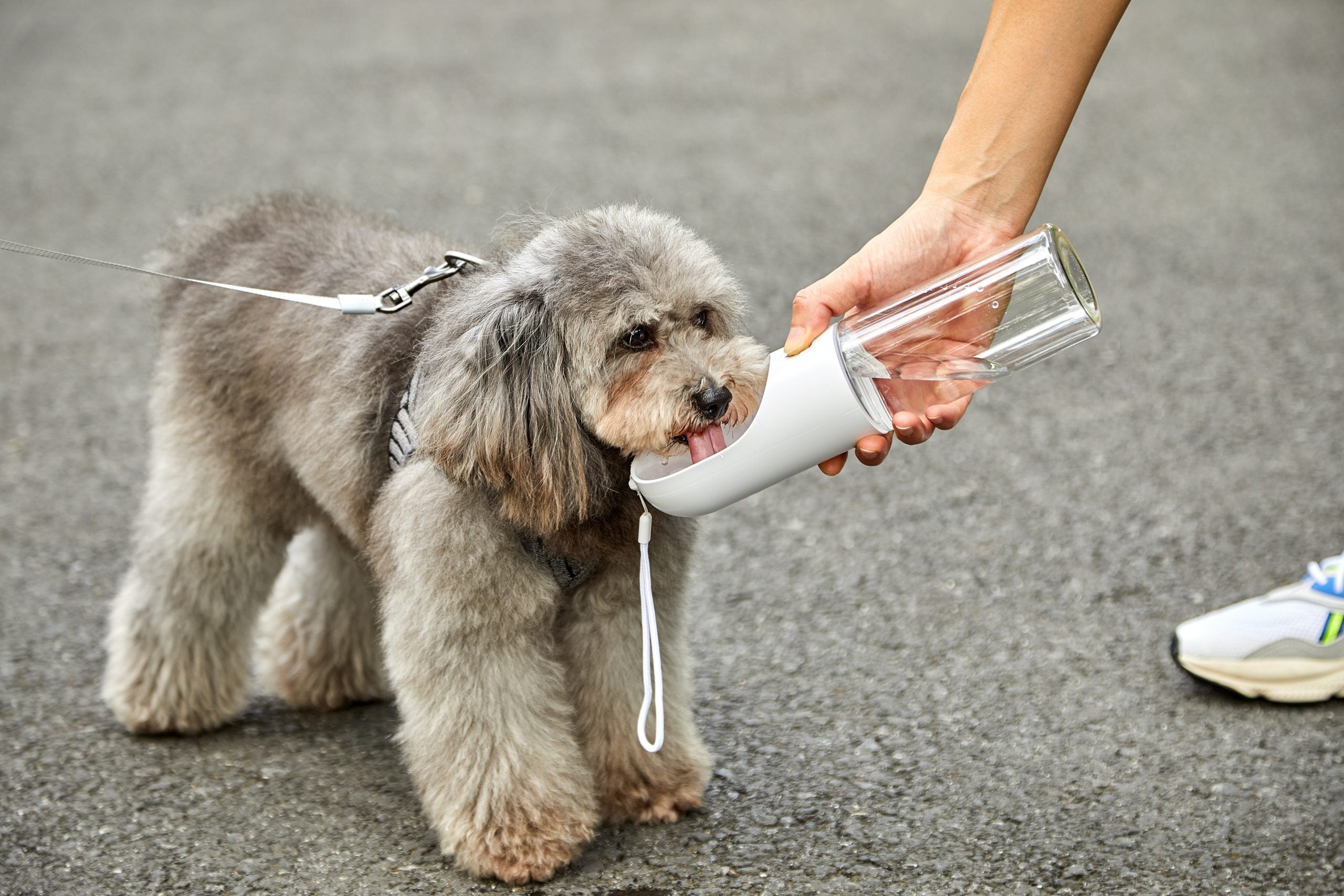 Leak-Proof BPA-Free Pet Water Bottle 400ml, Grey - PETKIT