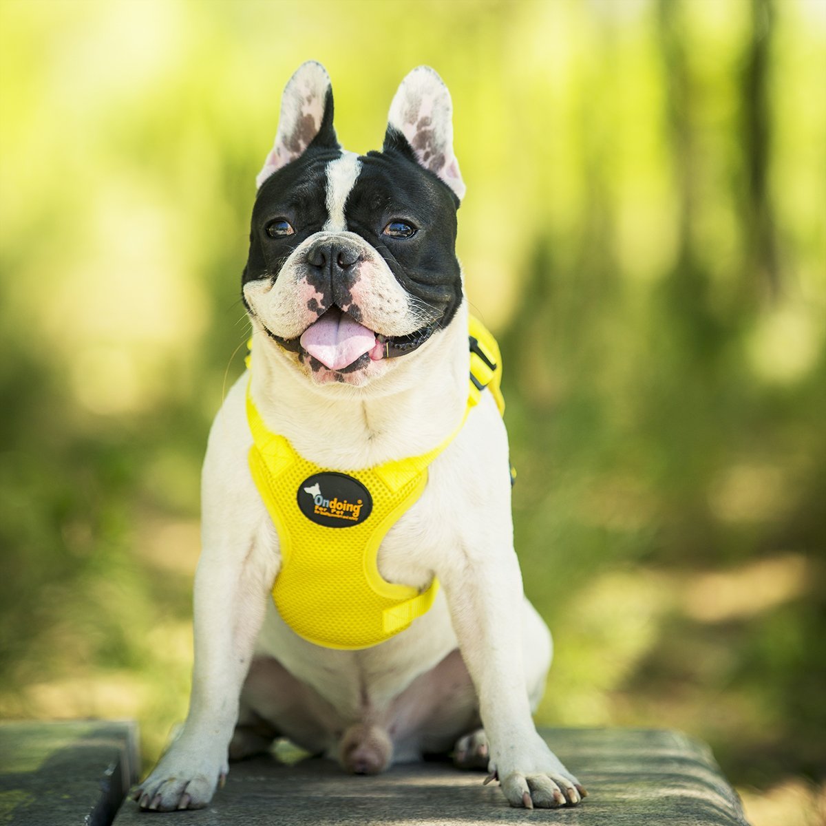 Ondoing Pet Saddle Bag Dog Harness Backpack Hiking Traveling Outdoor Bags Cute Costume Yellow tiger bag with leash L