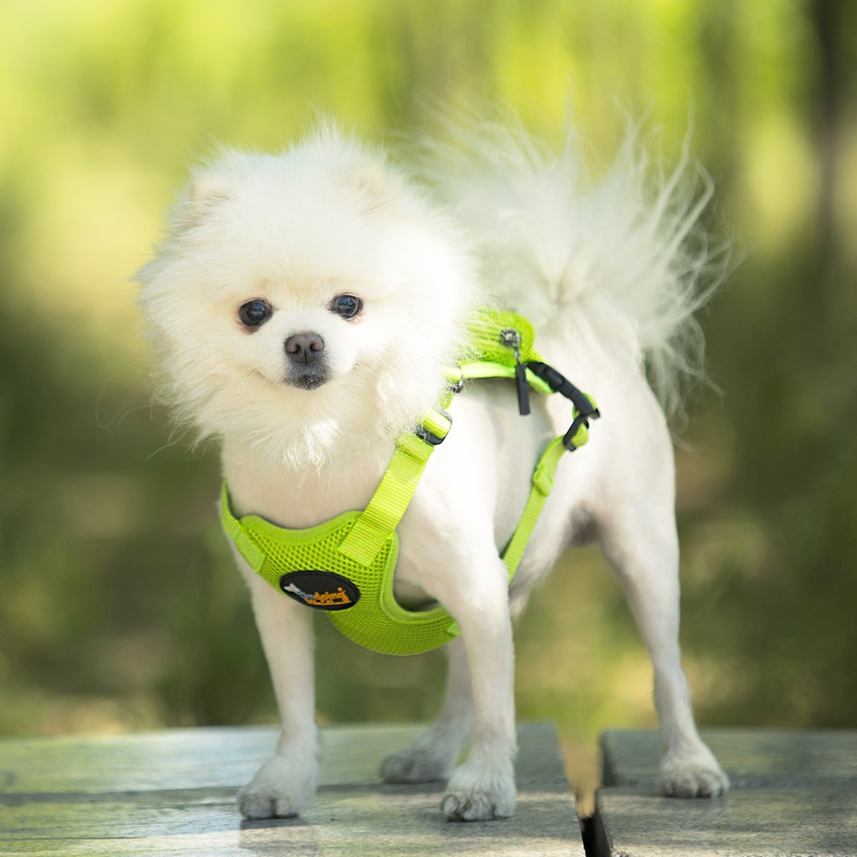 Ondoing Pet Saddle Bag Dog Harness Backpack Hiking Traveling Outdoor Bags Cute Costume Blue shark bag with leash XS