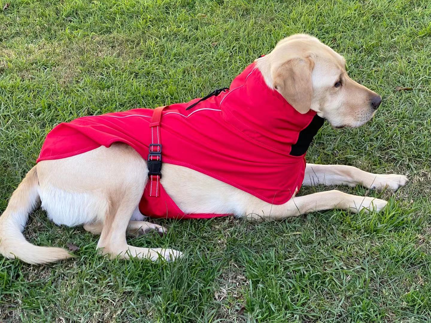 Pet Dog Raincoat Poncho Jacket Windbreaker Waterproof Clothes with Harness Hole-XS-Black Single Layer