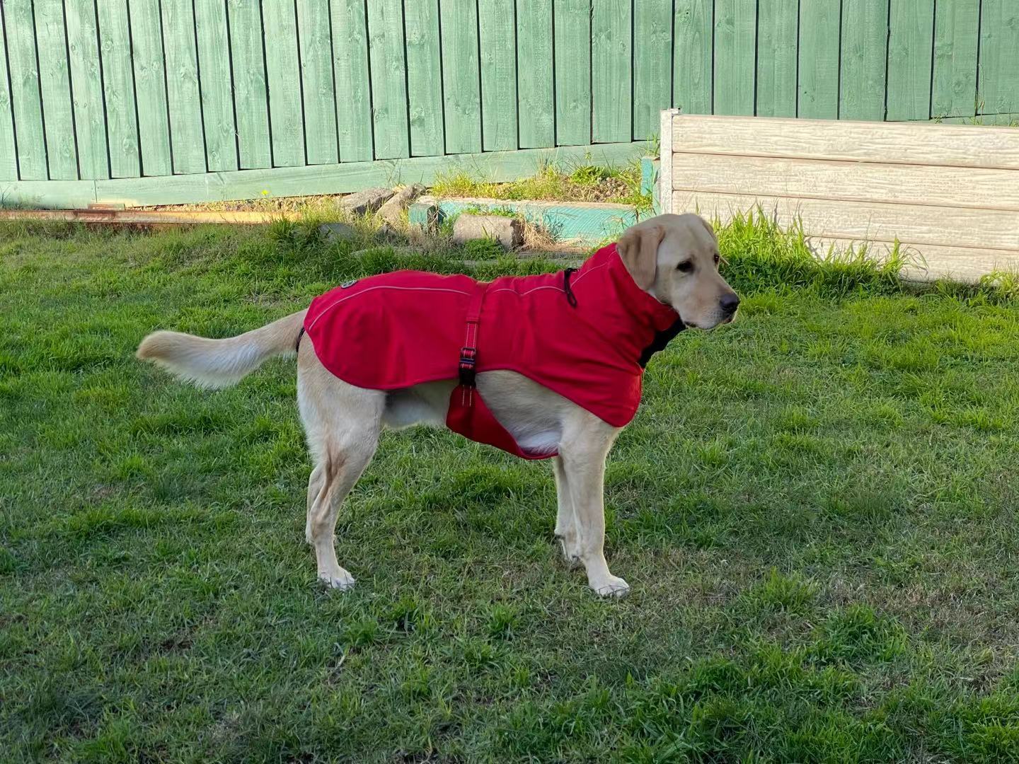 Pet Dog Raincoat Poncho Jacket Windbreaker Waterproof Clothes with Harness Hole-XL-Black Single Layer