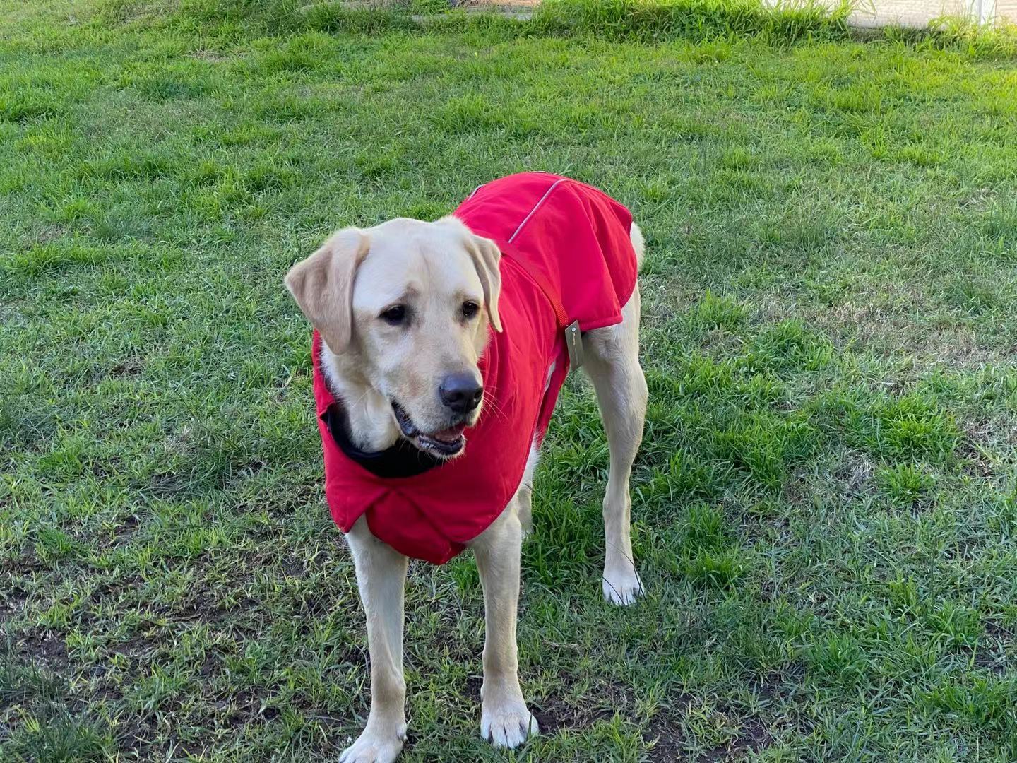 Pet Dog Raincoat Poncho Jacket Windbreaker Waterproof Clothes with Harness Hole-XXL-Black Single Layer